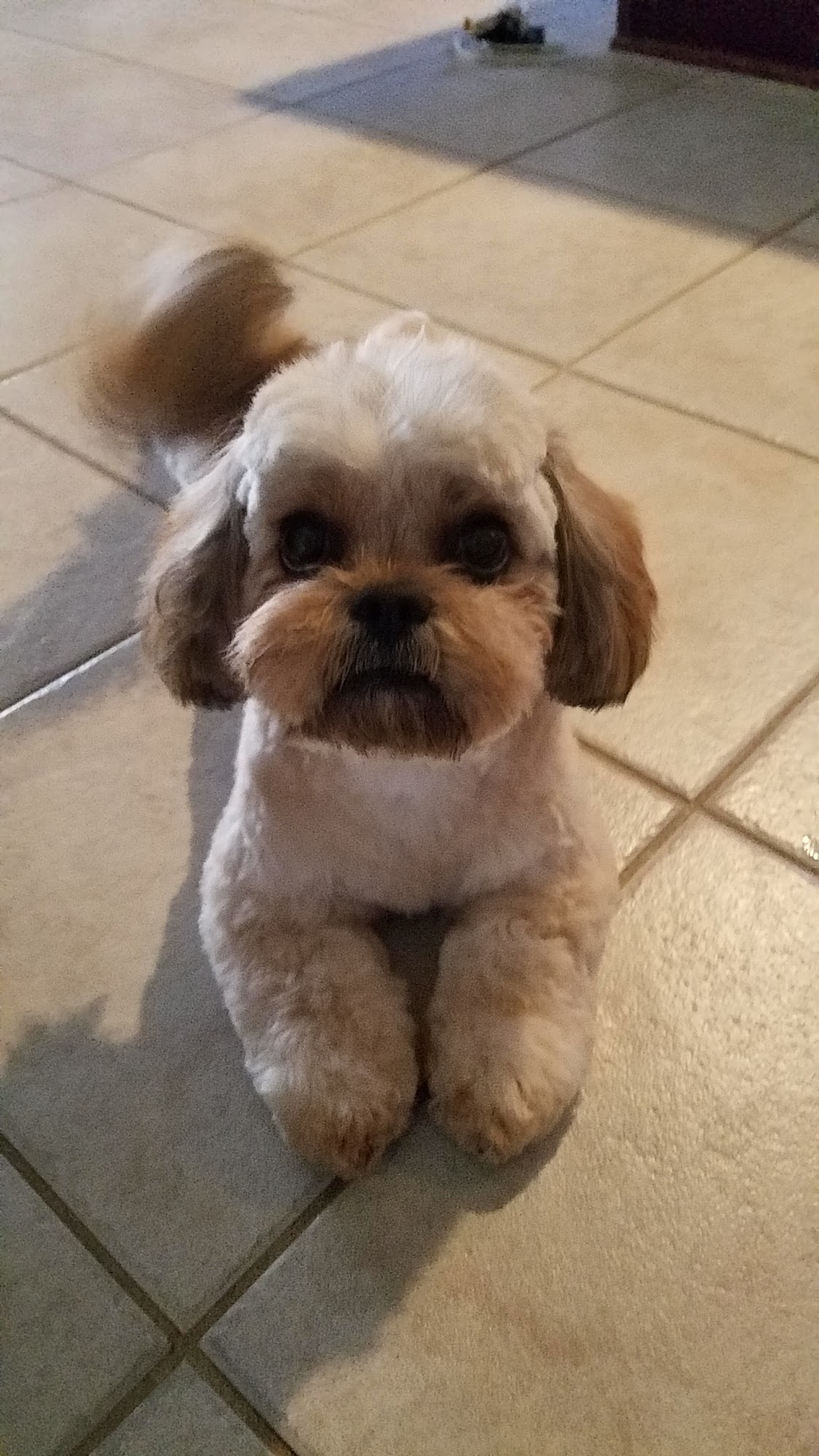 Hound 'n Hair Warrenton