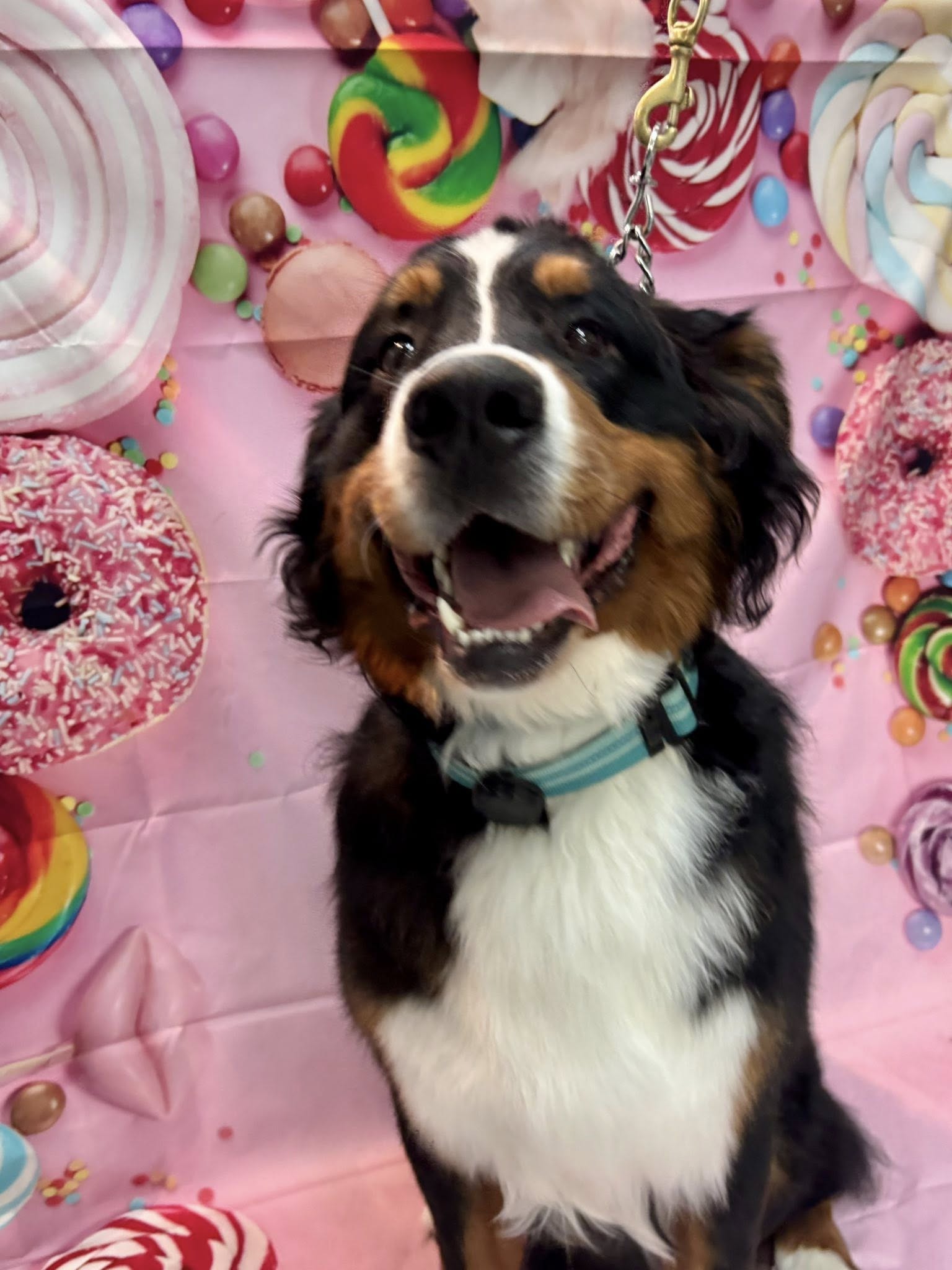 The Dog Spa Warrenton