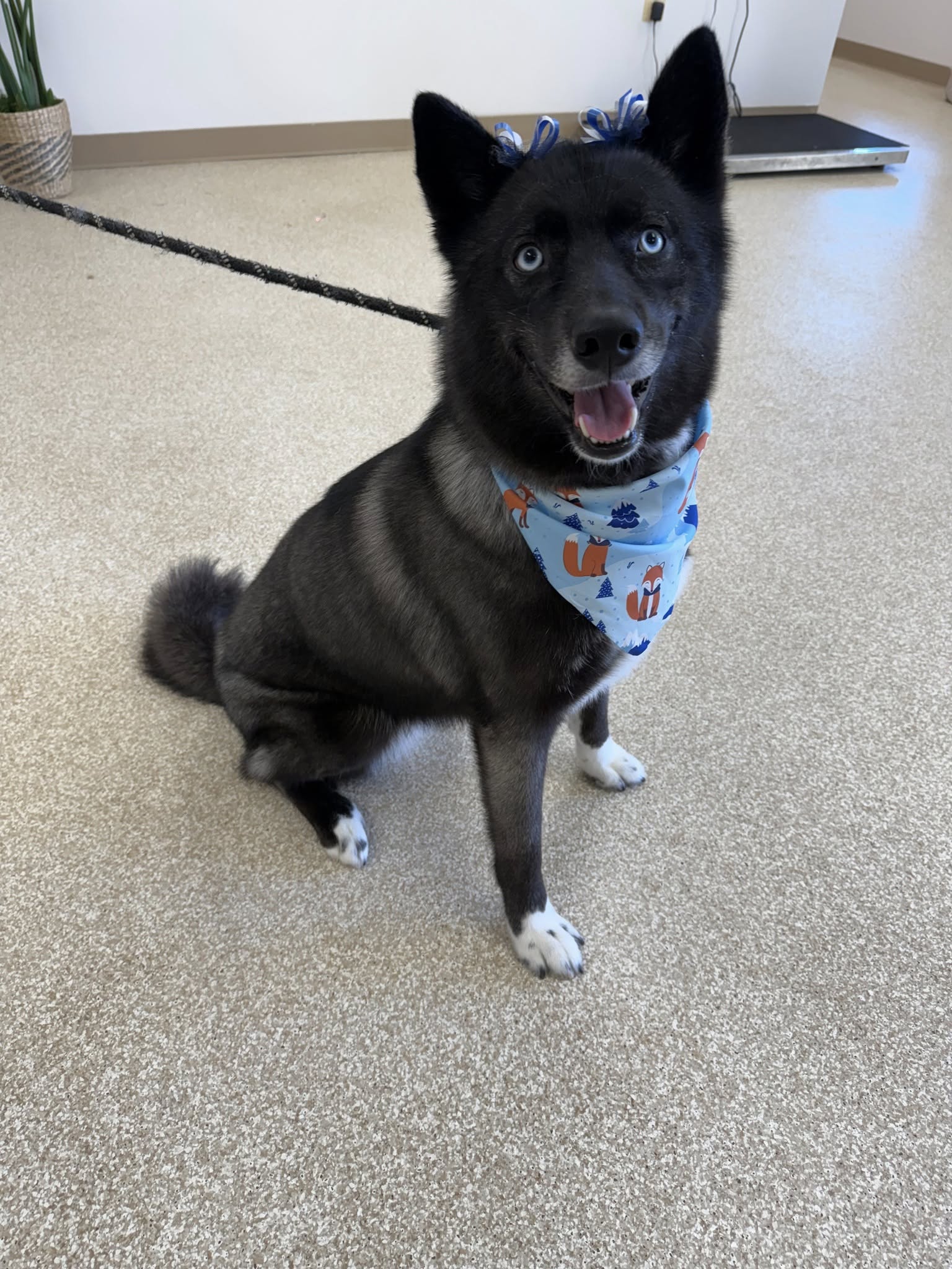 Pet House Suites Warrenton