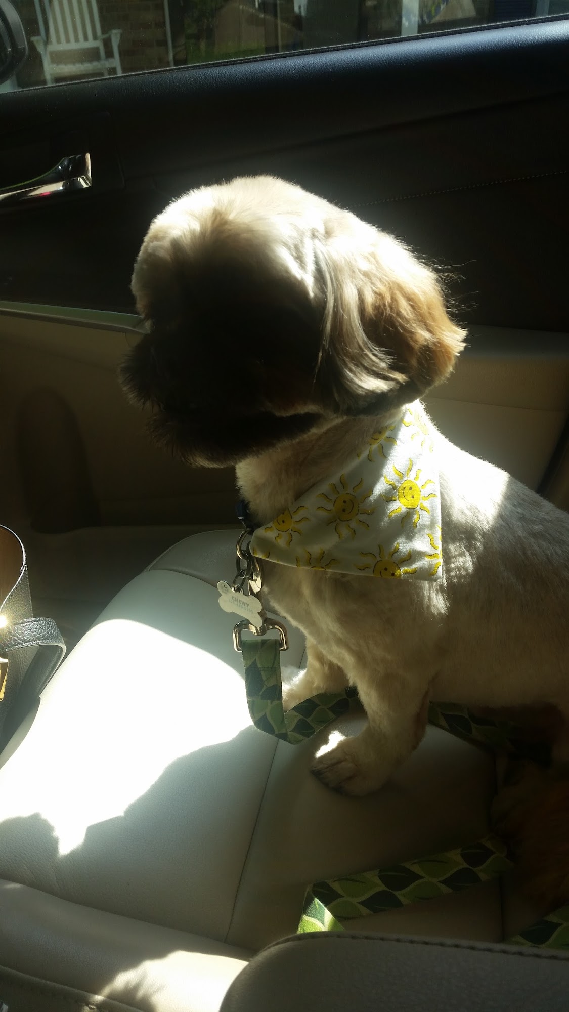 Abel Pet Grooming Warrenton