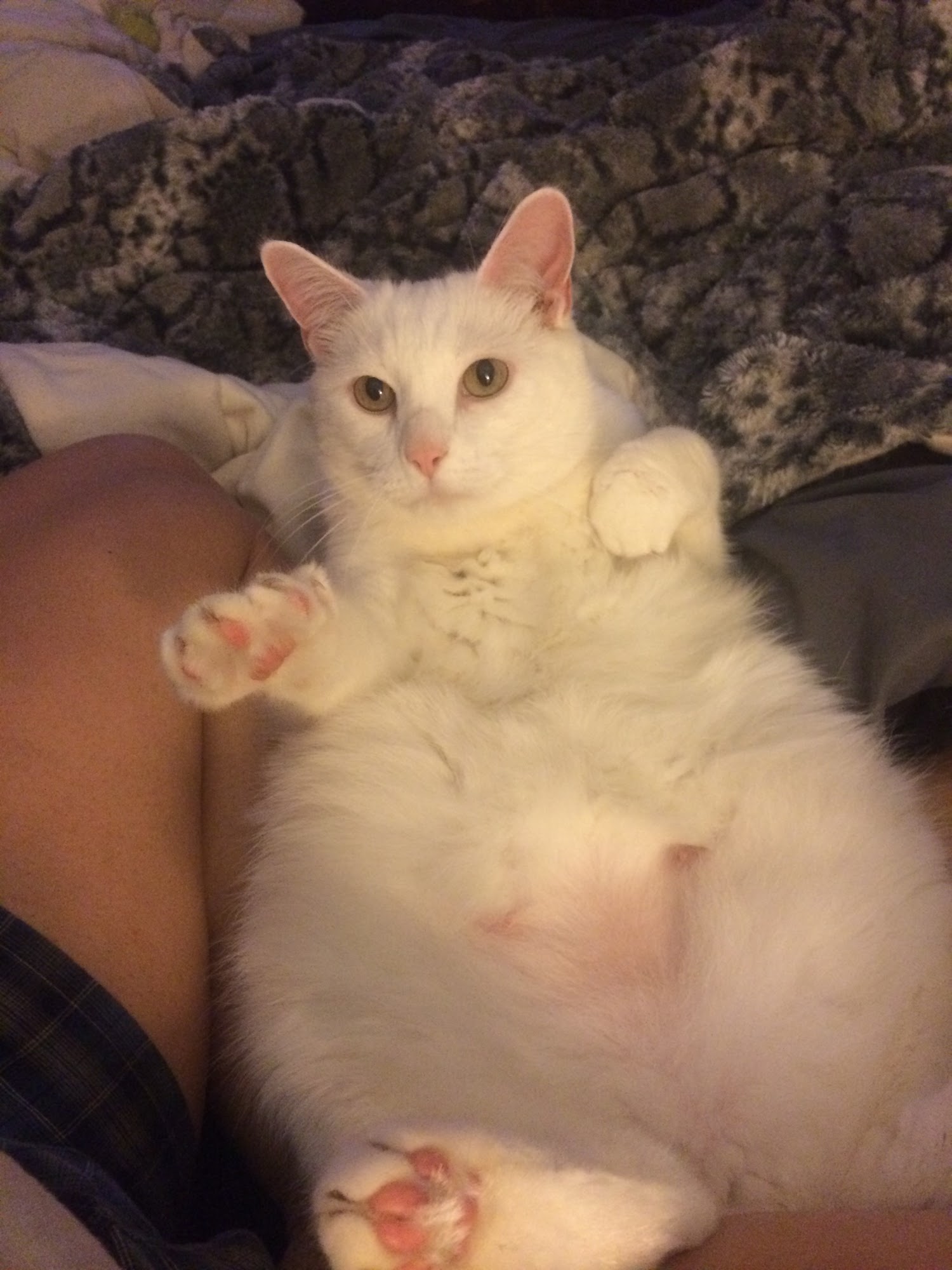 Zorgers Pet Care, LLC Warrenton