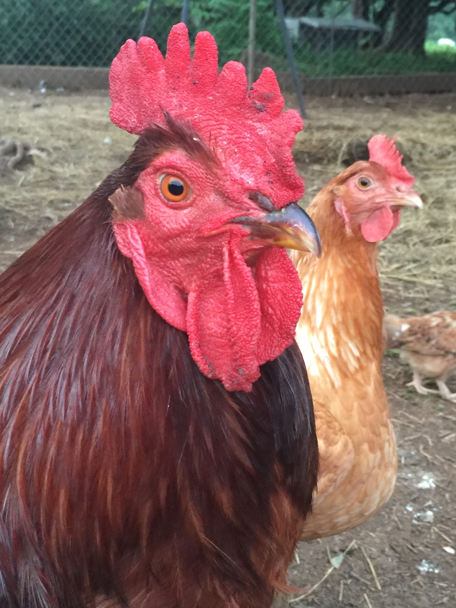 Happy Cock Farm Warrenton