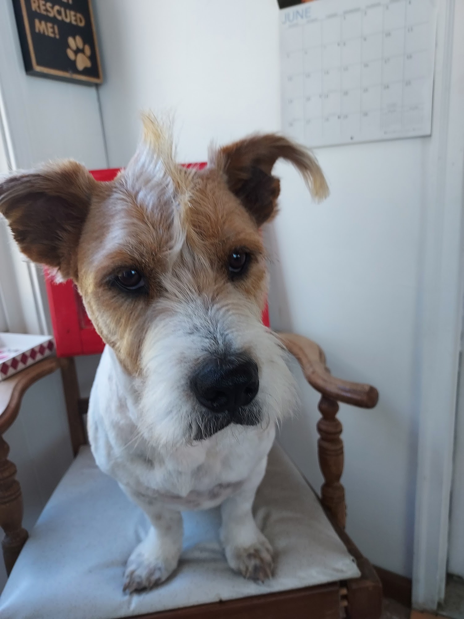 Scrappy Coco's Pet Salon Warsaw