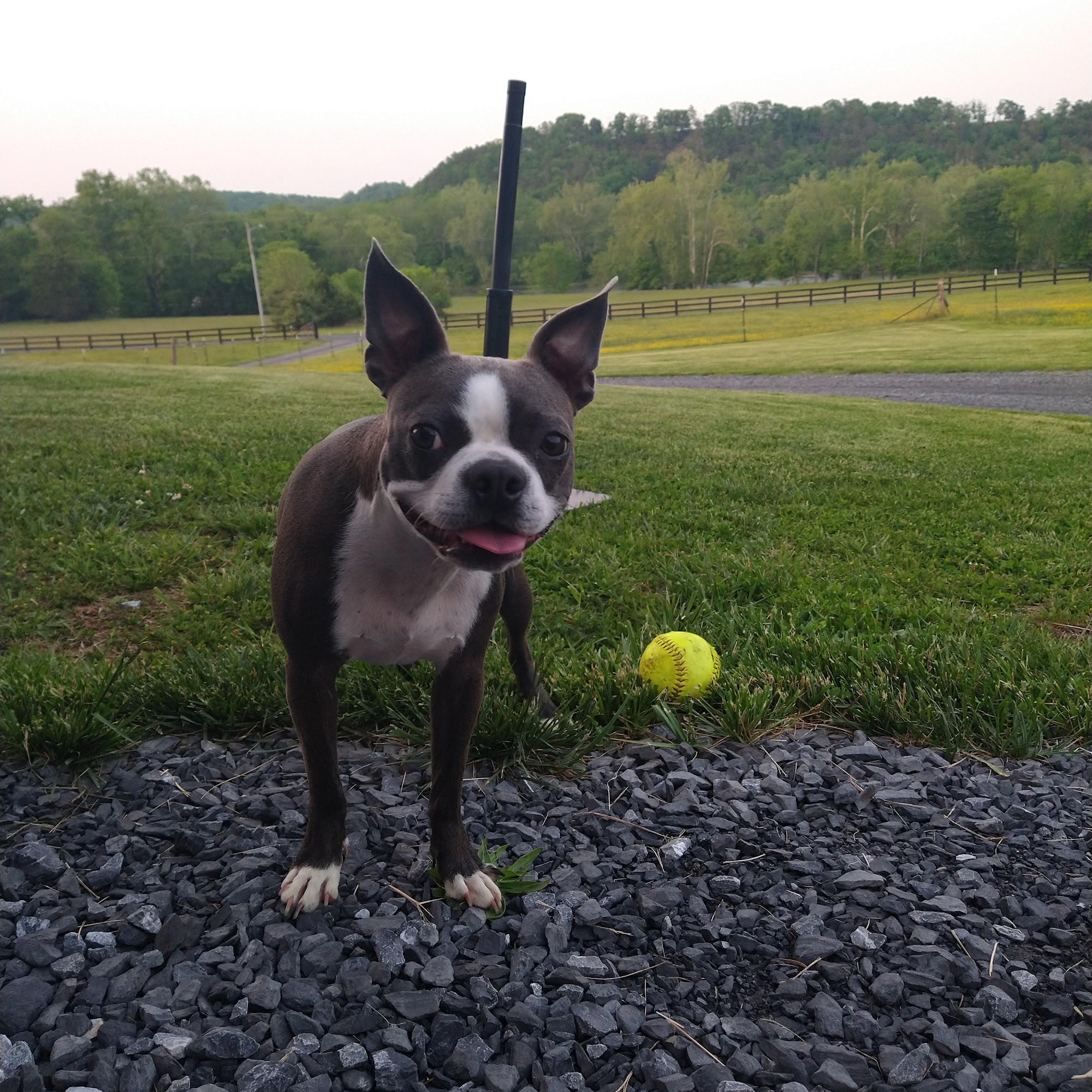 Rose Hill Veterinary Practice Washington