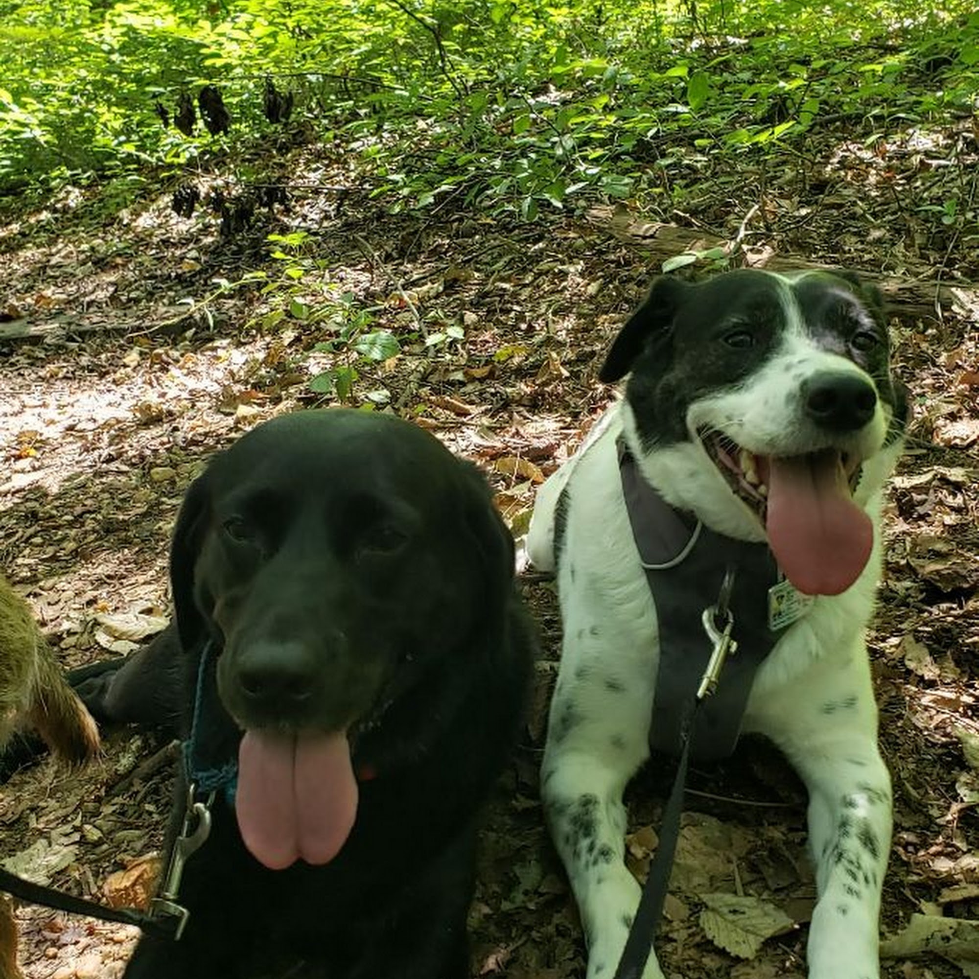 Pant & Wag: DC Dog Adventures and DC Dog Fitness Washington