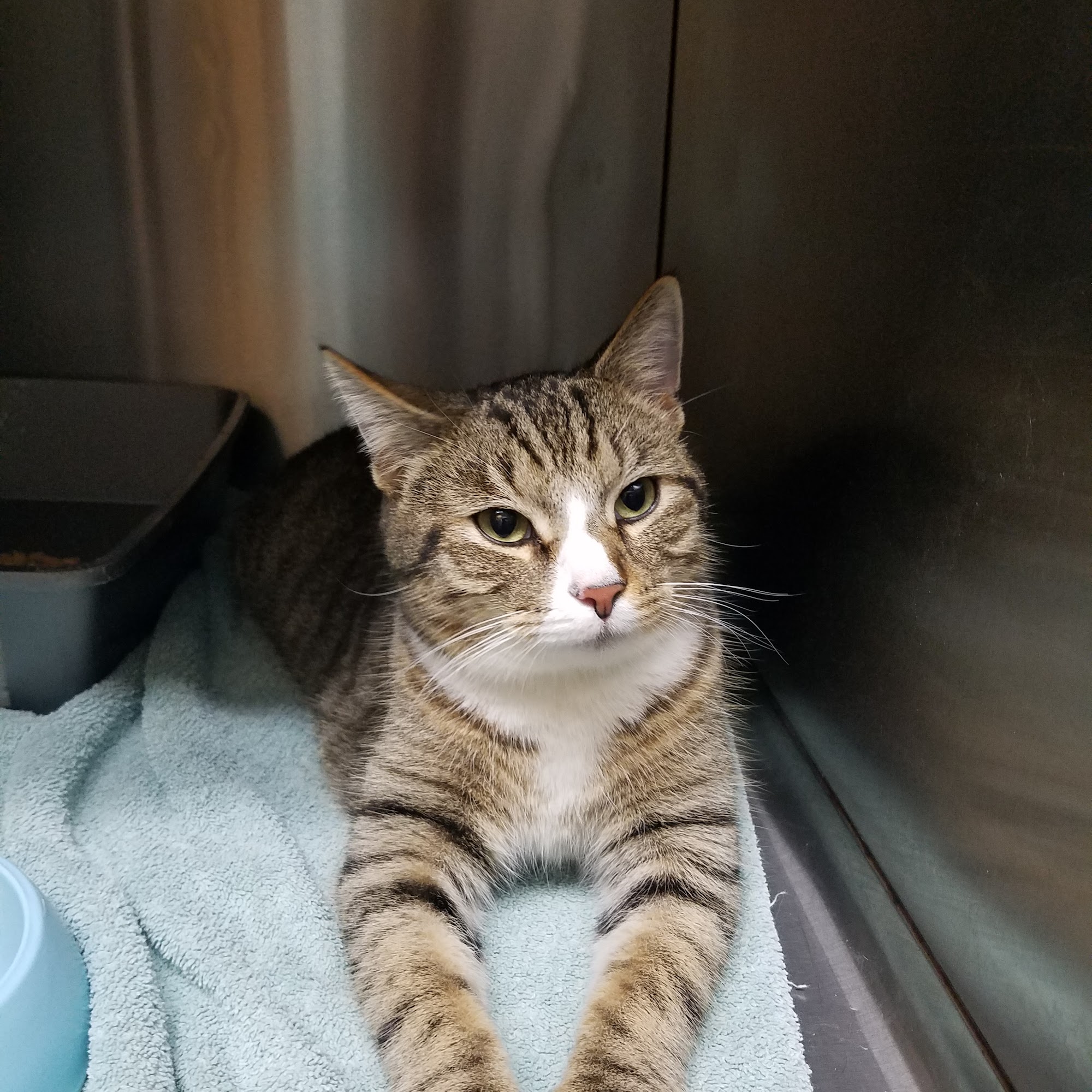 Woodworth Animal Hospital Waynesboro