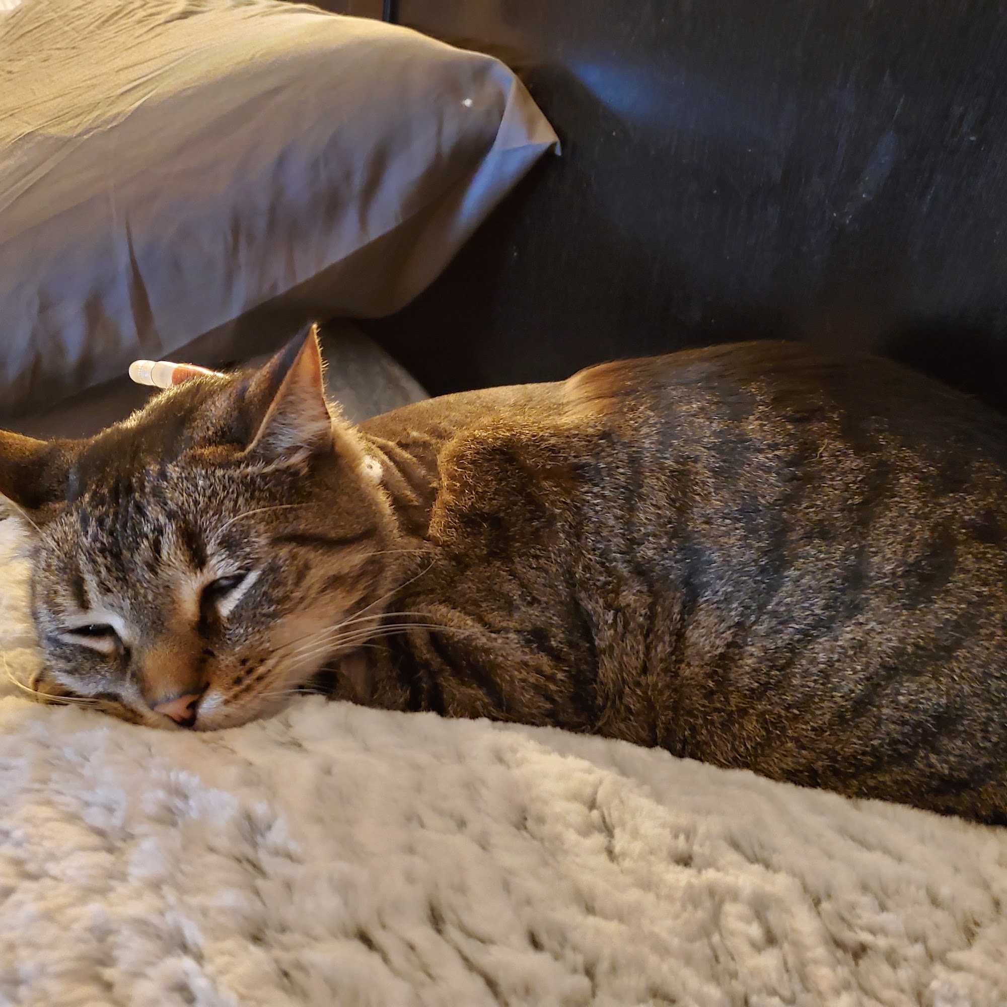 Animal Health Care Center Waynesboro