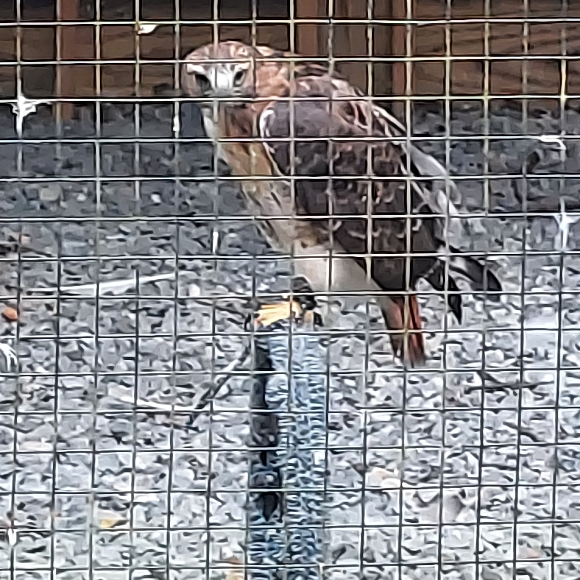 Wildlife Center of Virginia Waynesboro