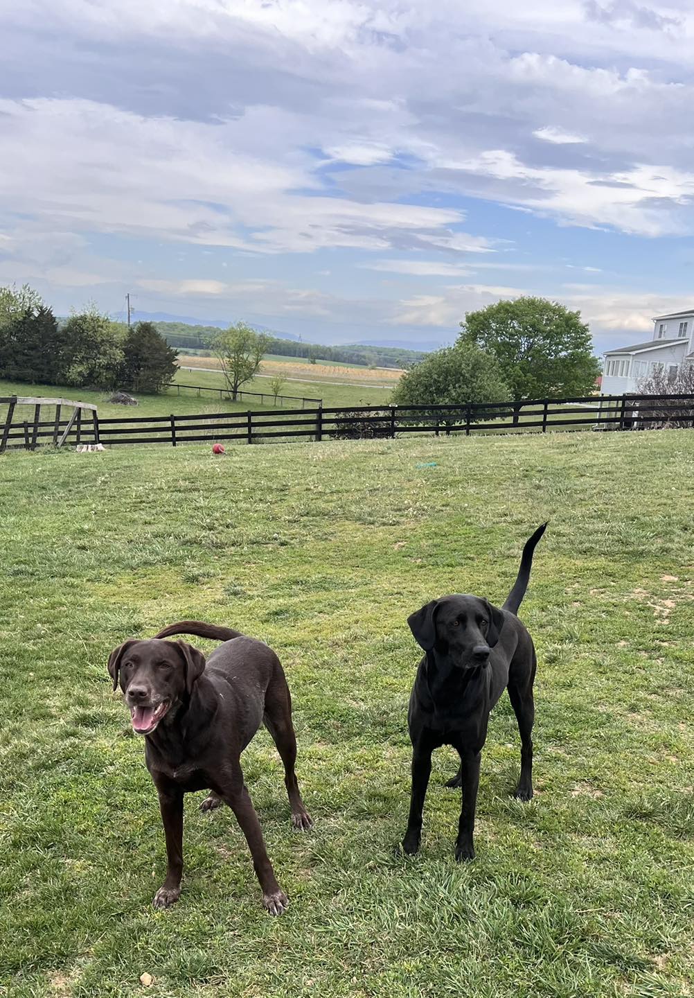 Home Away From Home Dog Boarding Waynesboro