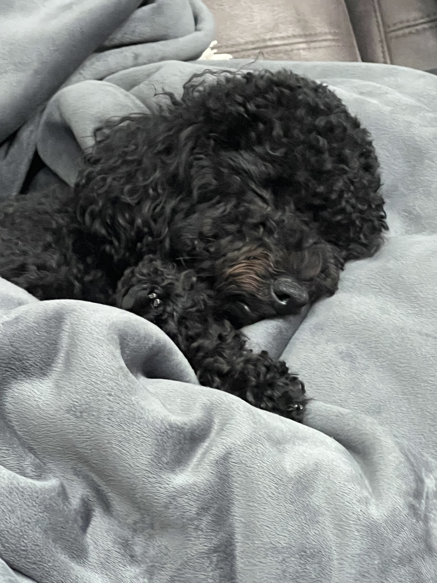 Forest Creek Kennels Waynesboro