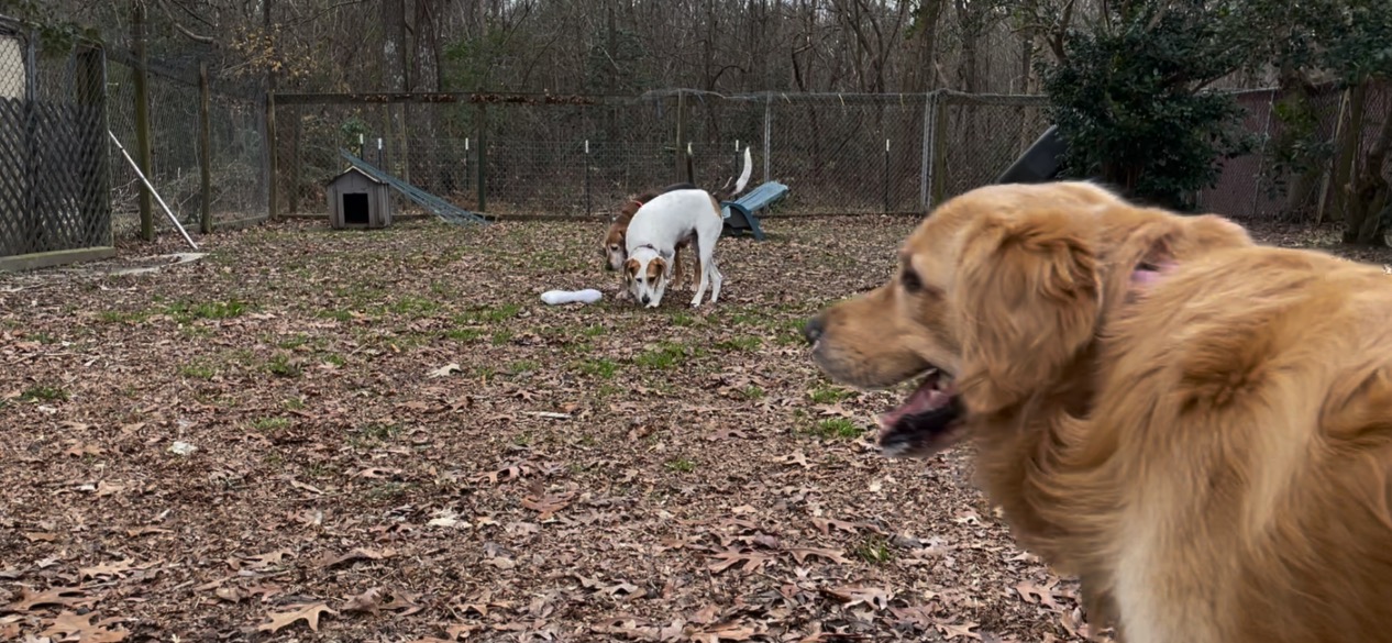 King William Pet Resort & Spa West Point