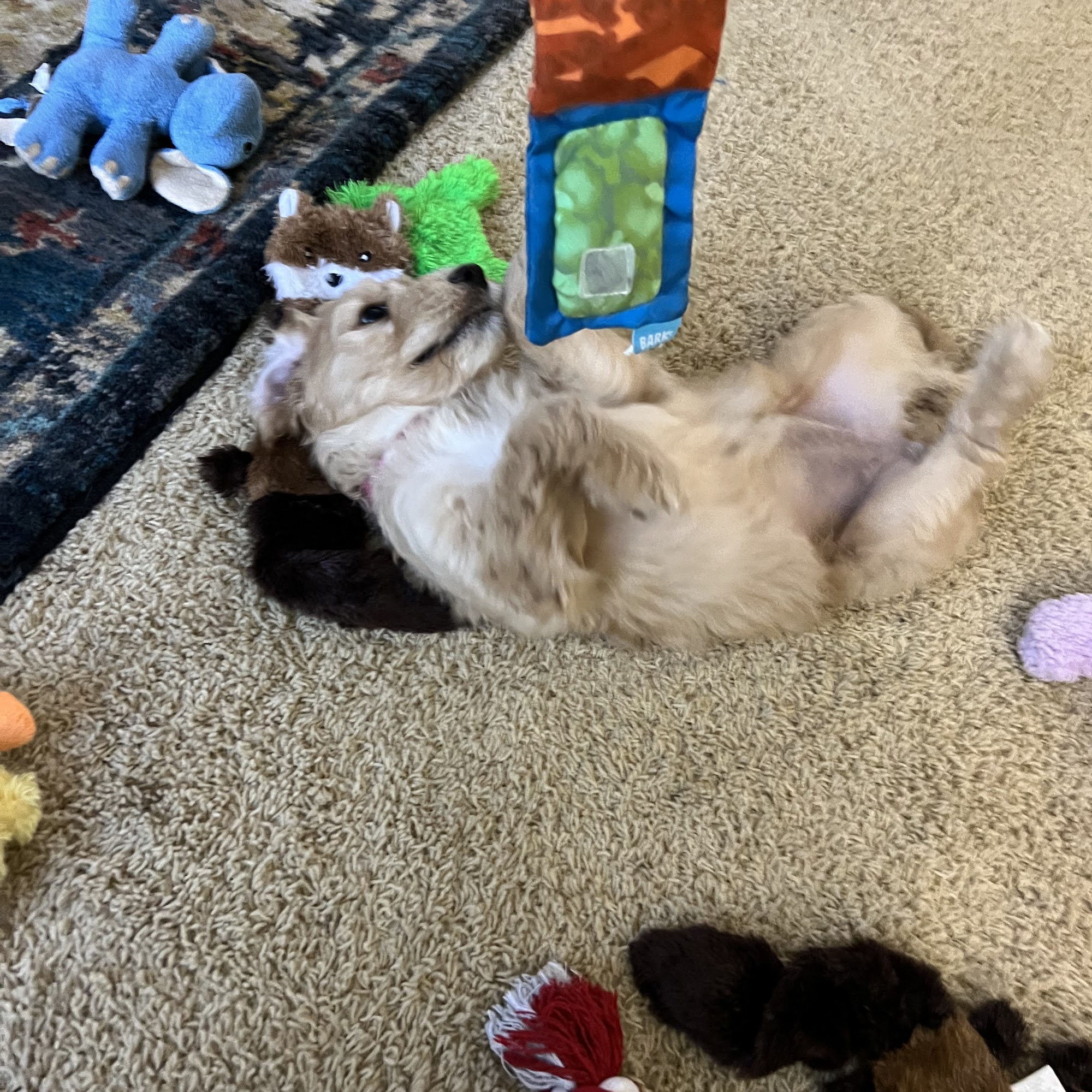 Bayside Animal Hospital White Stone