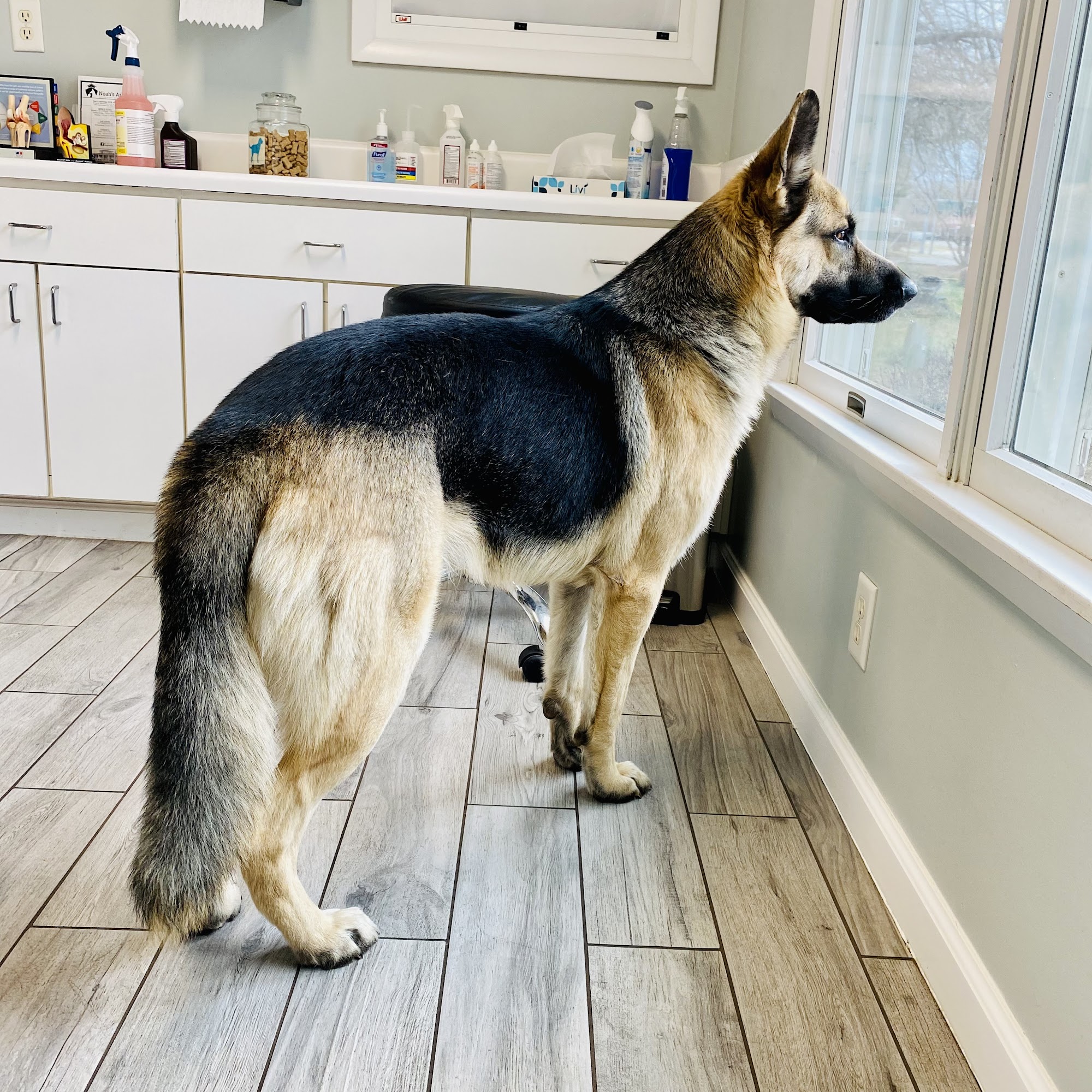 Noah's Ark Veterinary Hospital Williamsburg