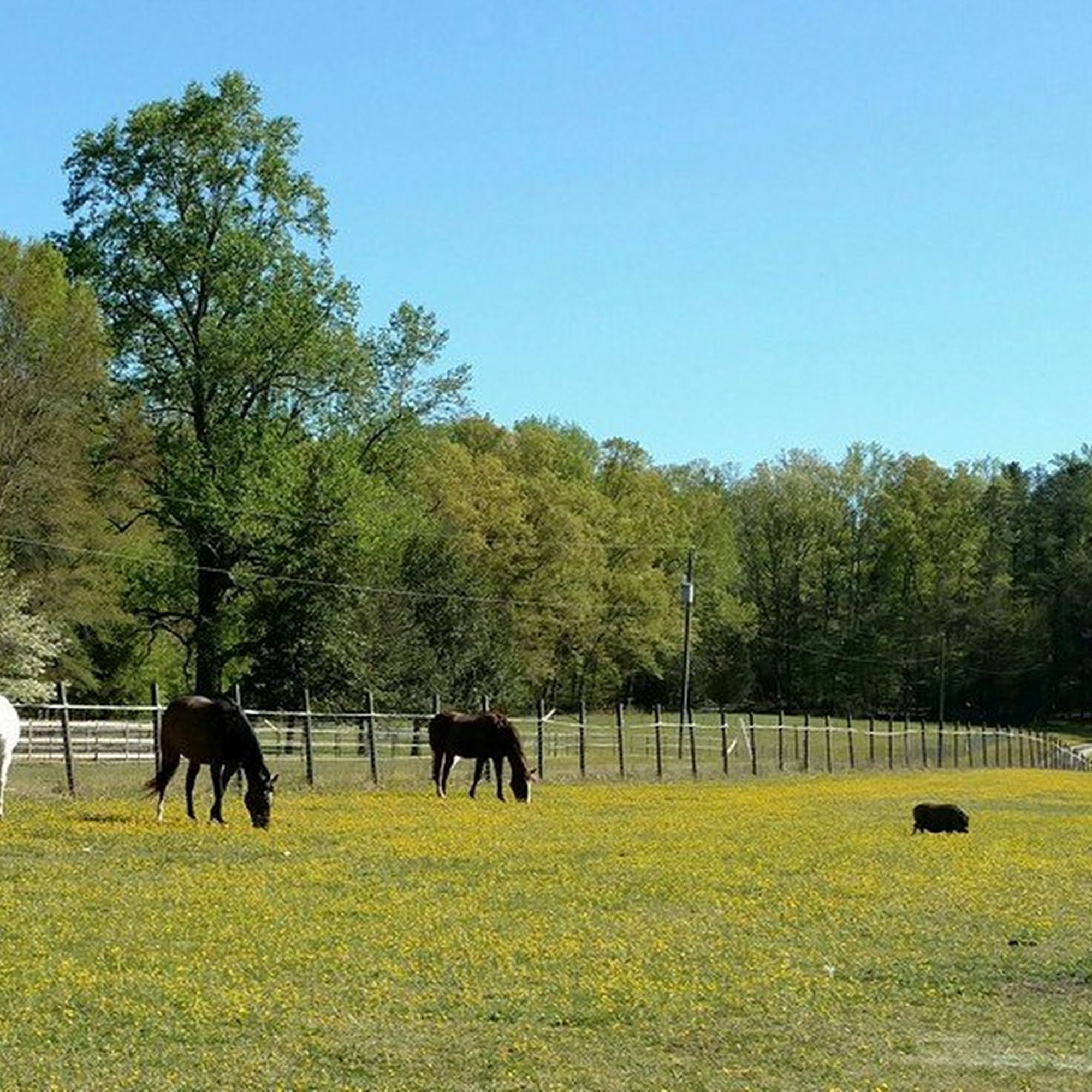 Tidewater Equine Clinic & Farm Animal Services of Virginia Williamsburg