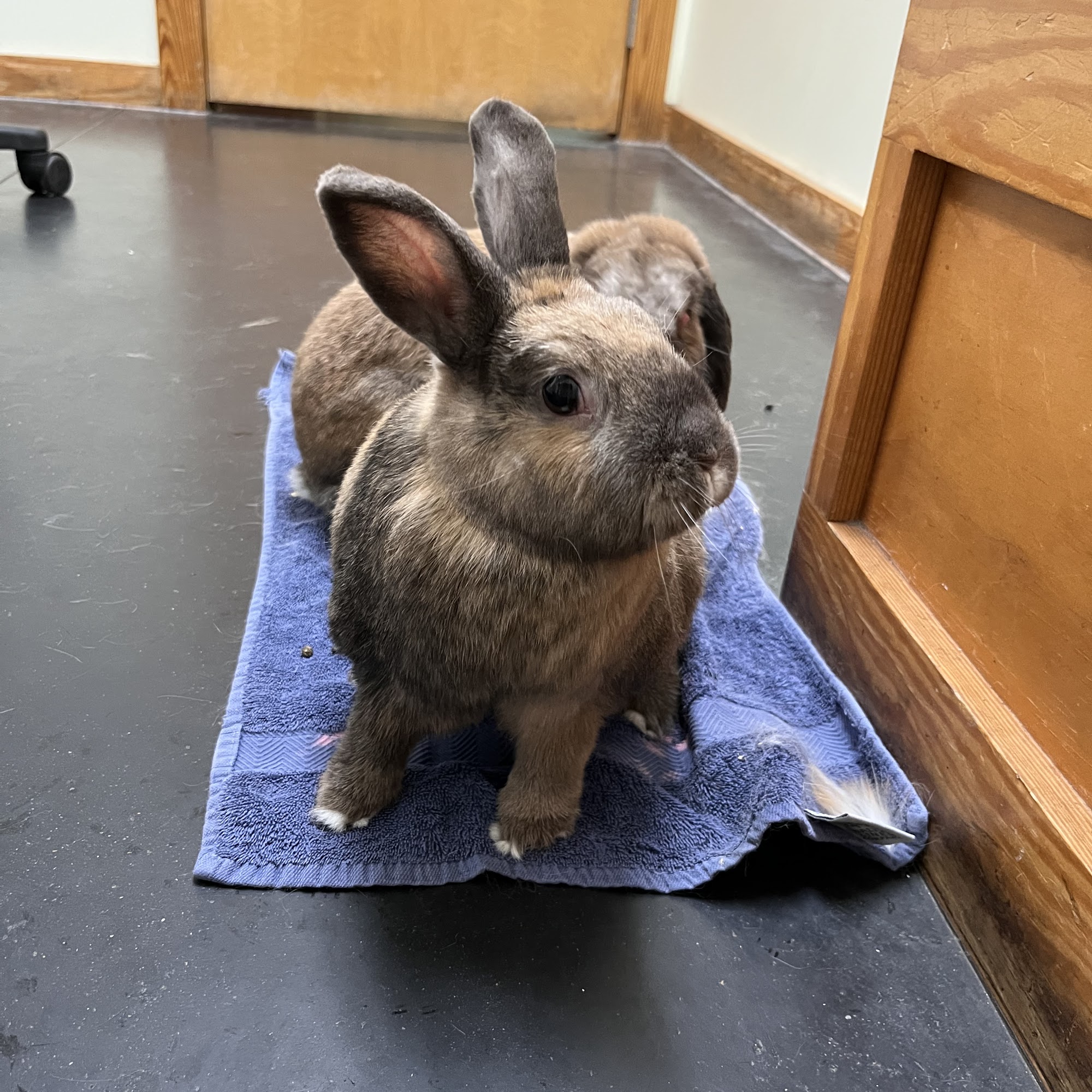 Jolly Pond Veterinary Hospital Williamsburg