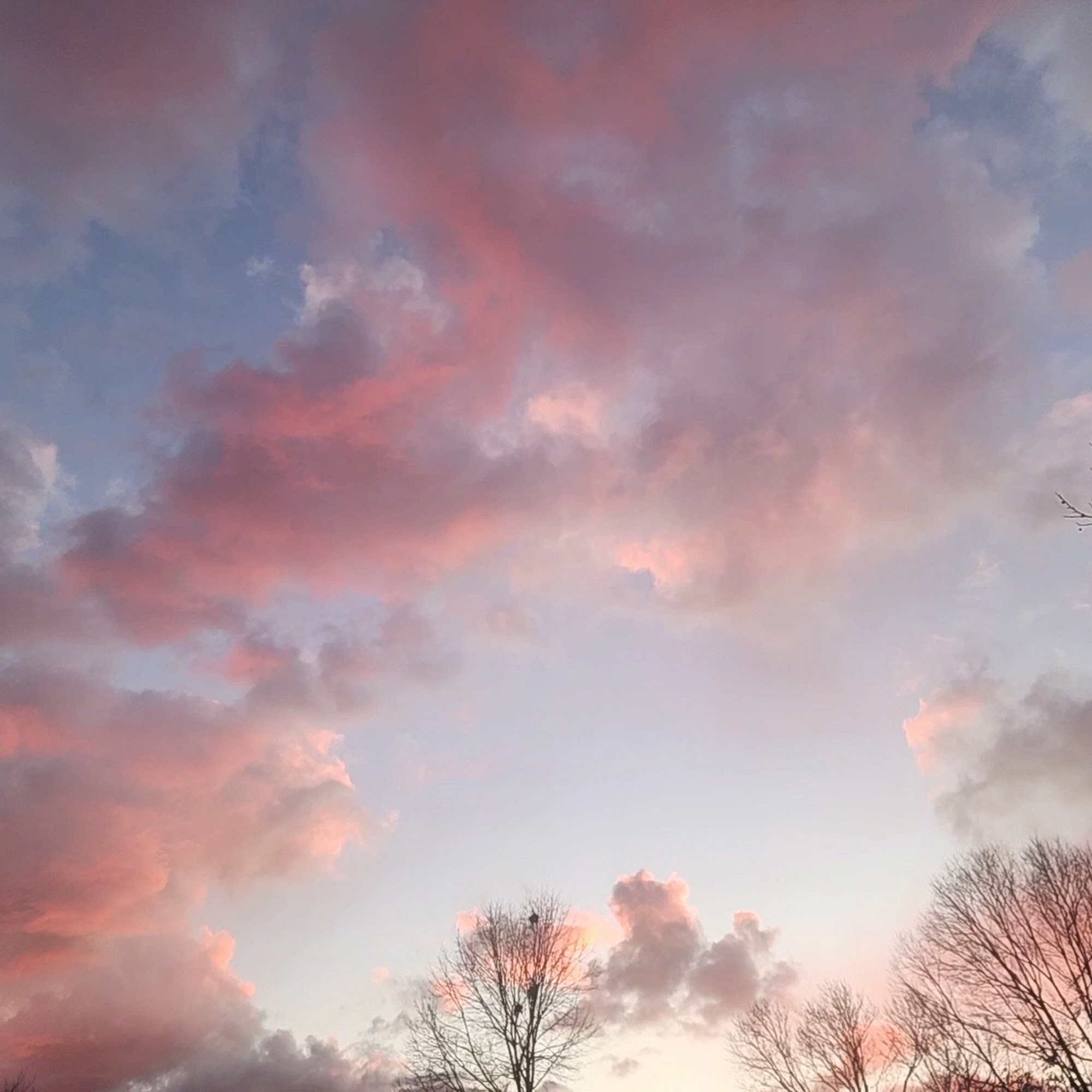 Godspeed Animal Care Williamsburg