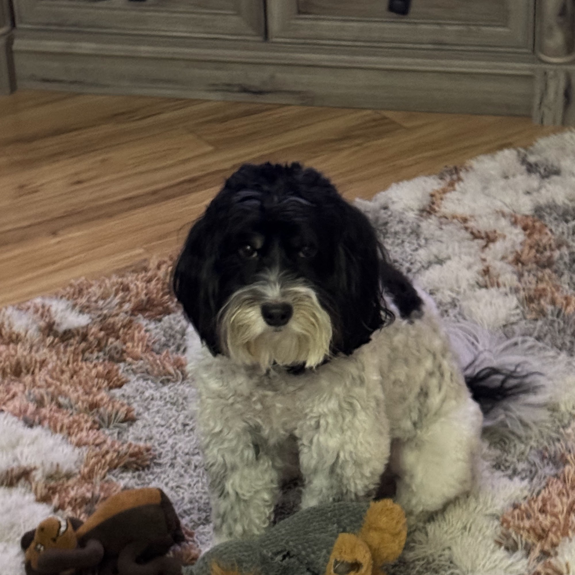 Colonial Veterinary Clinic Williamsburg
