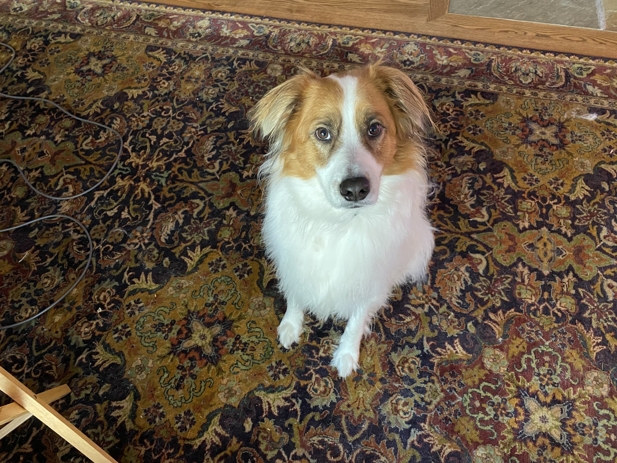 Colonial Veterinary Clinic Williamsburg