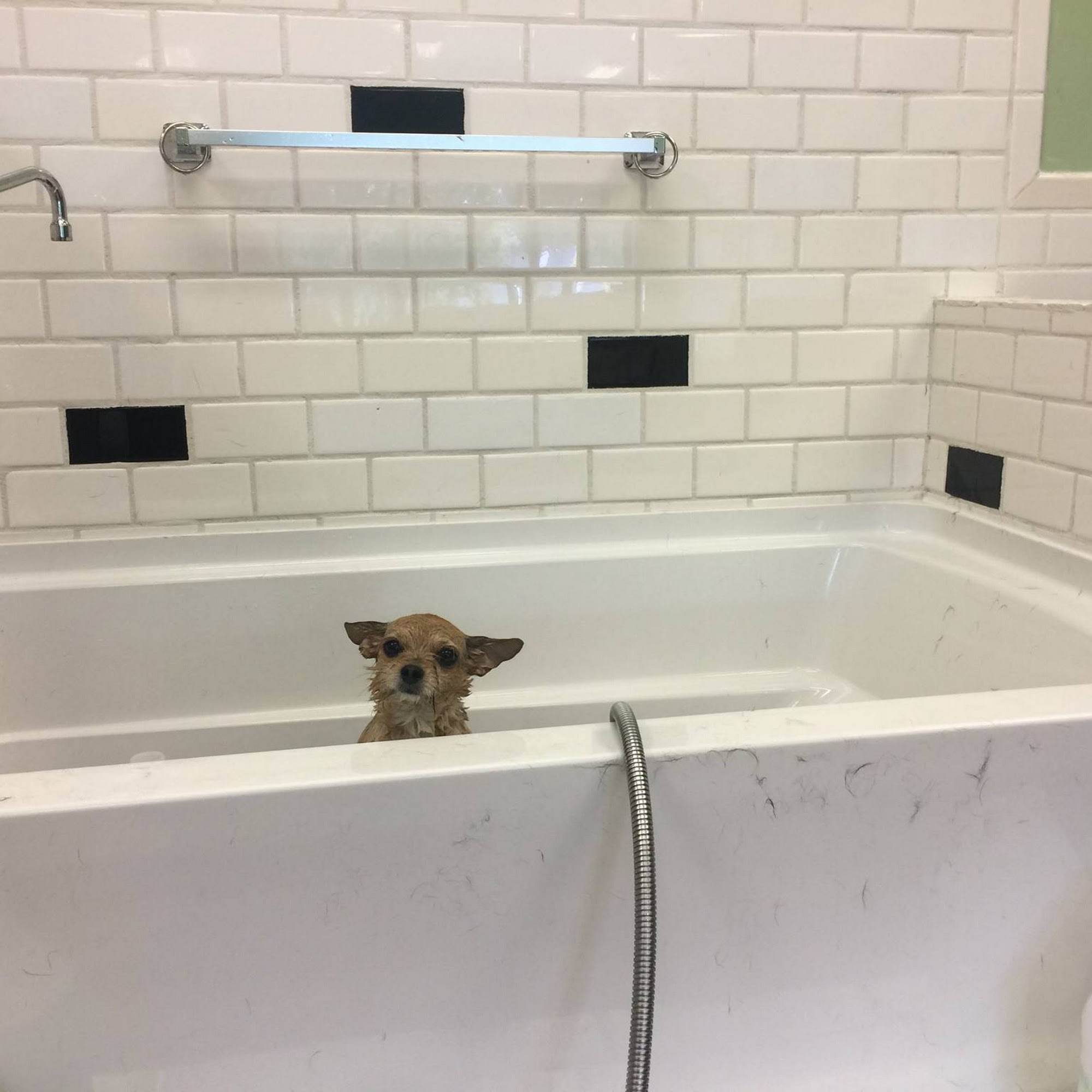 Clip-It-Up Williamsburg