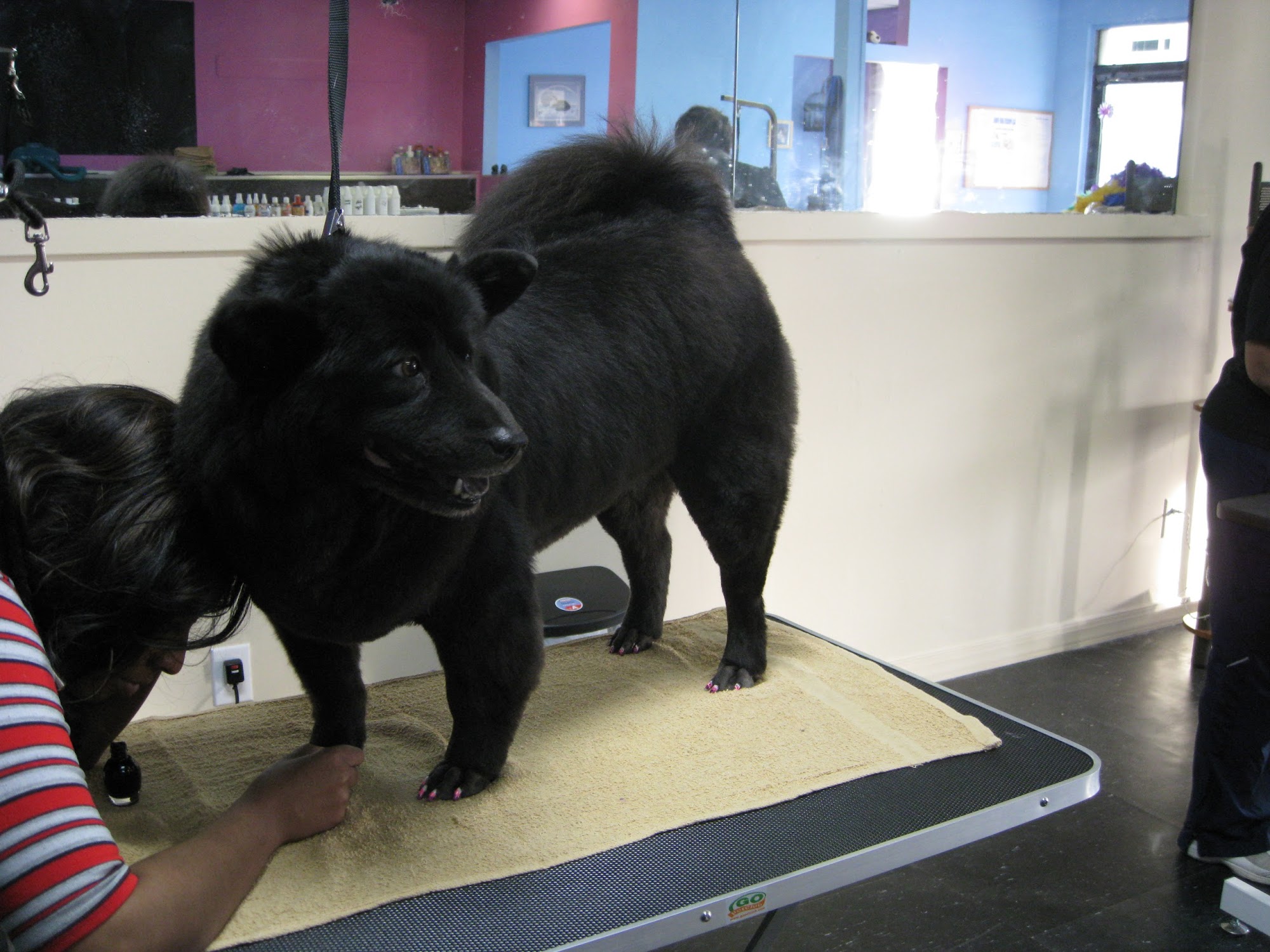 Toni's Glamour Pets Williamsburg