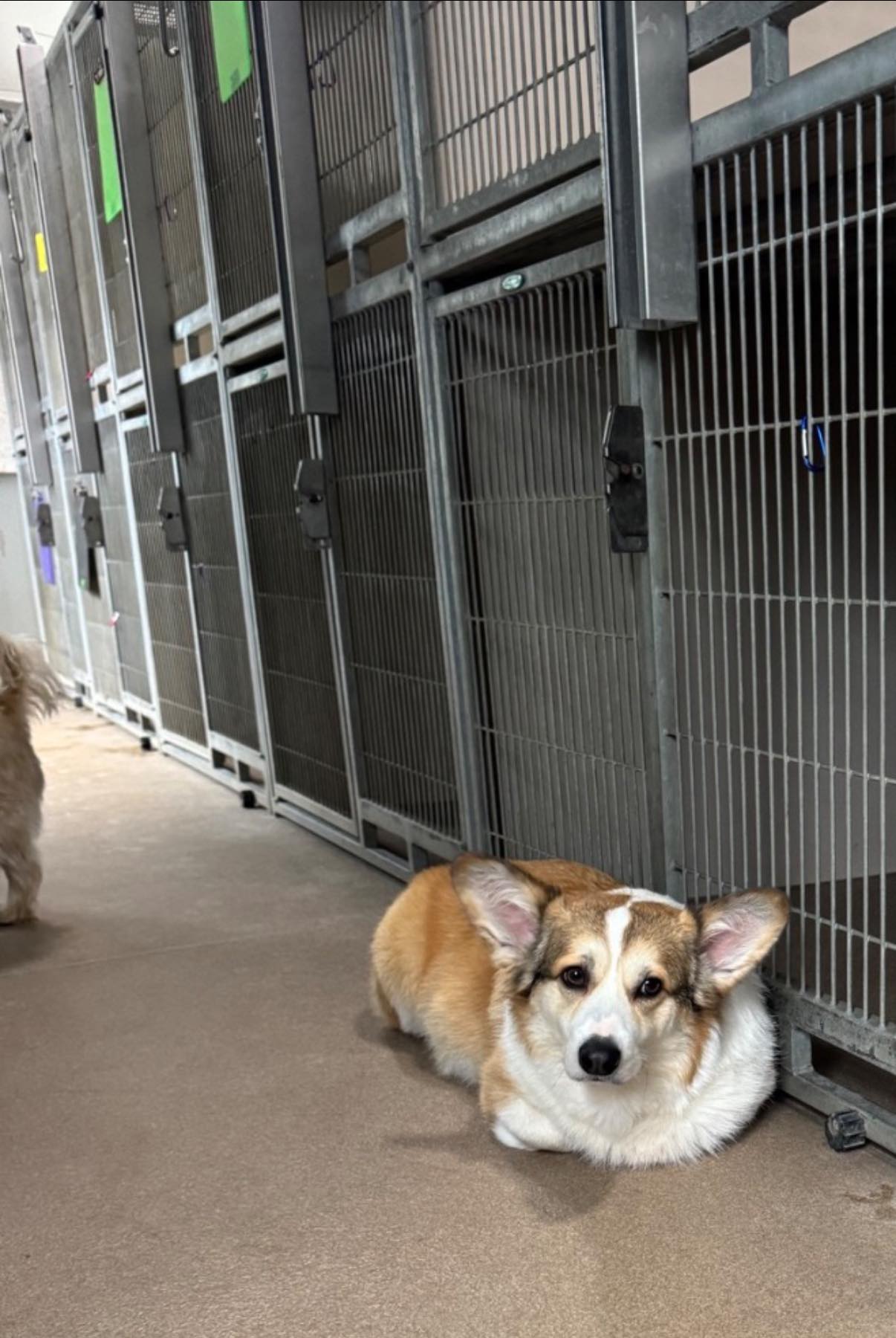 Pet Resort At Greensprings Williamsburg