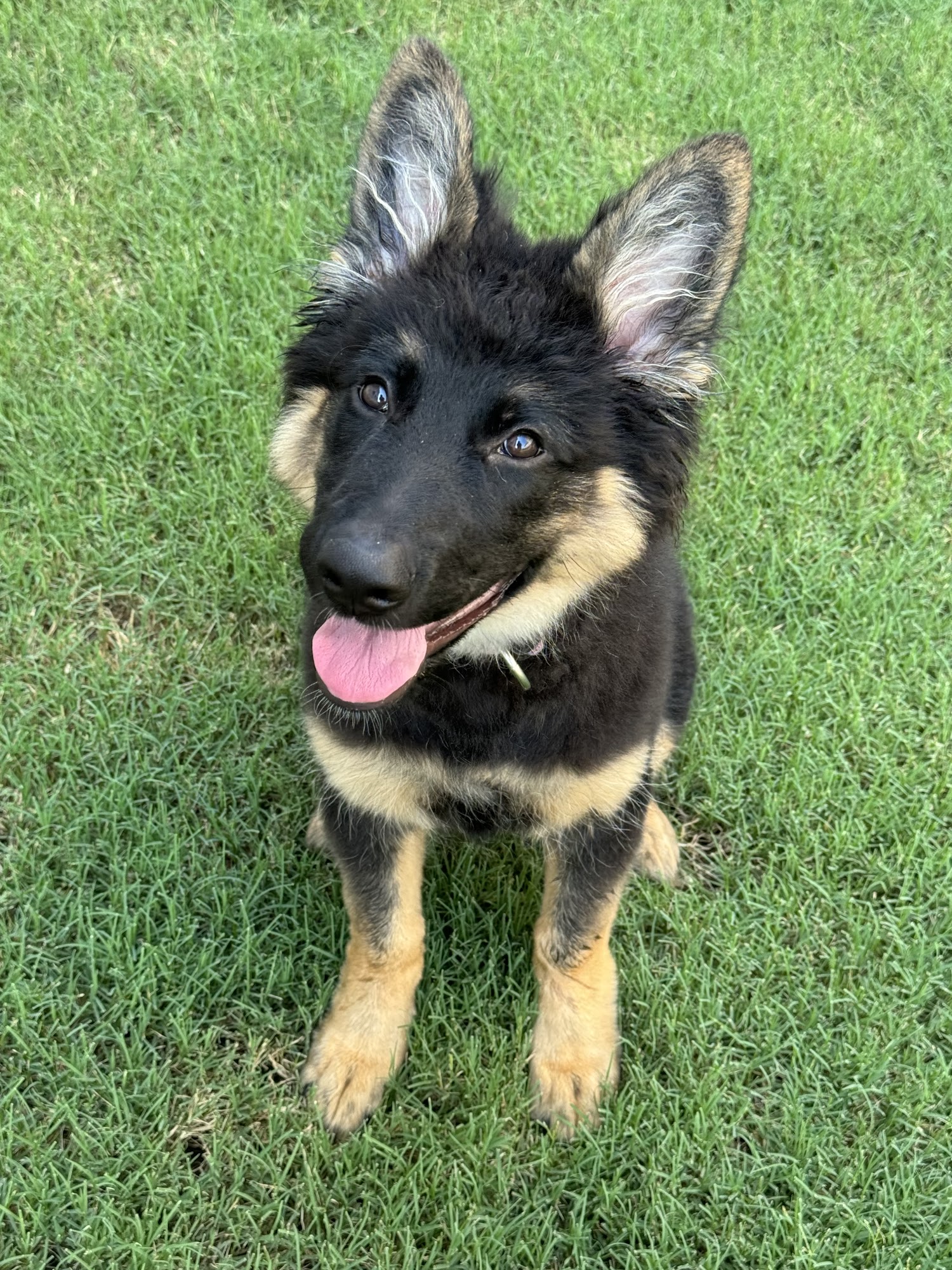 Stonehenge Kennels Williamsburg