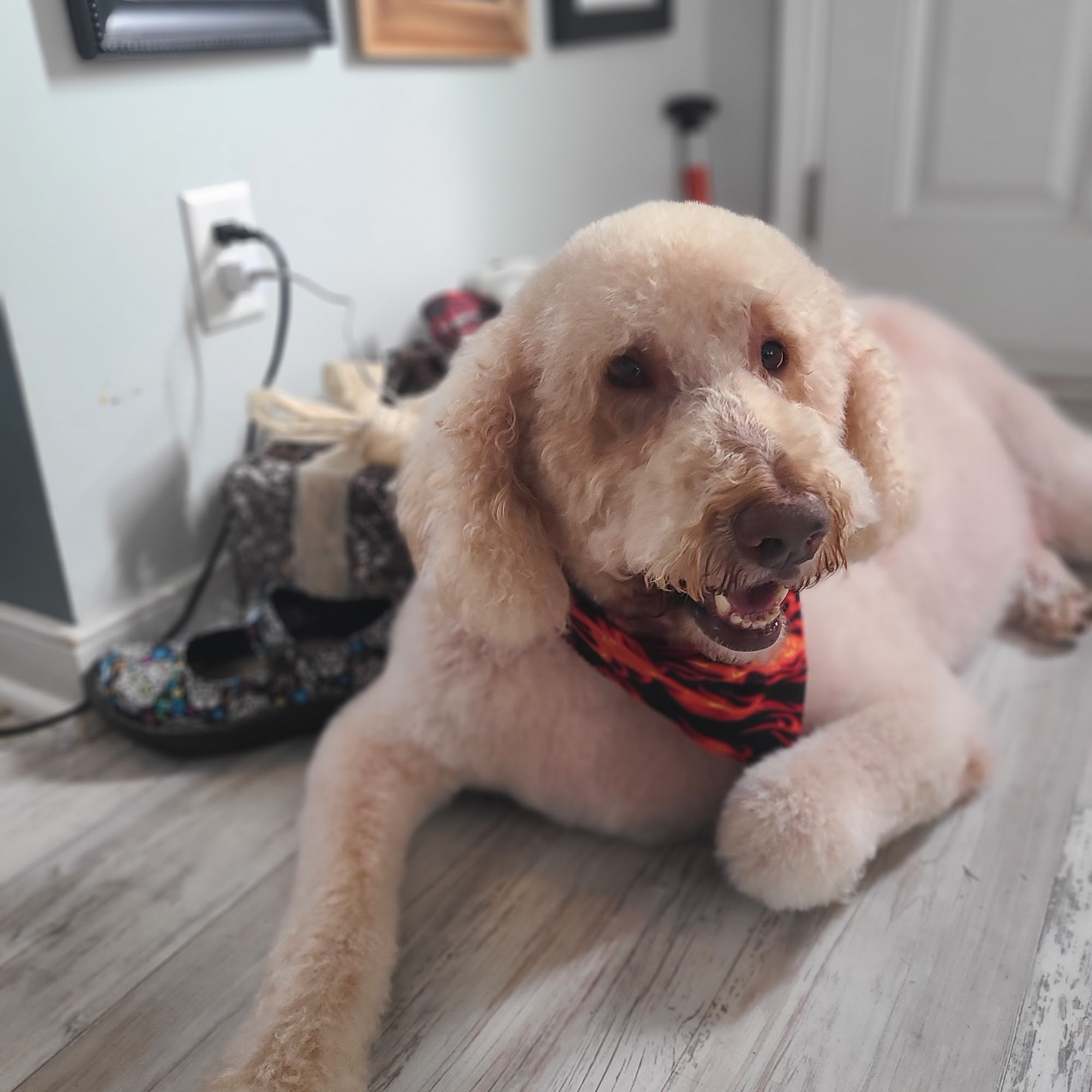 The Grooming Divas Williamsburg