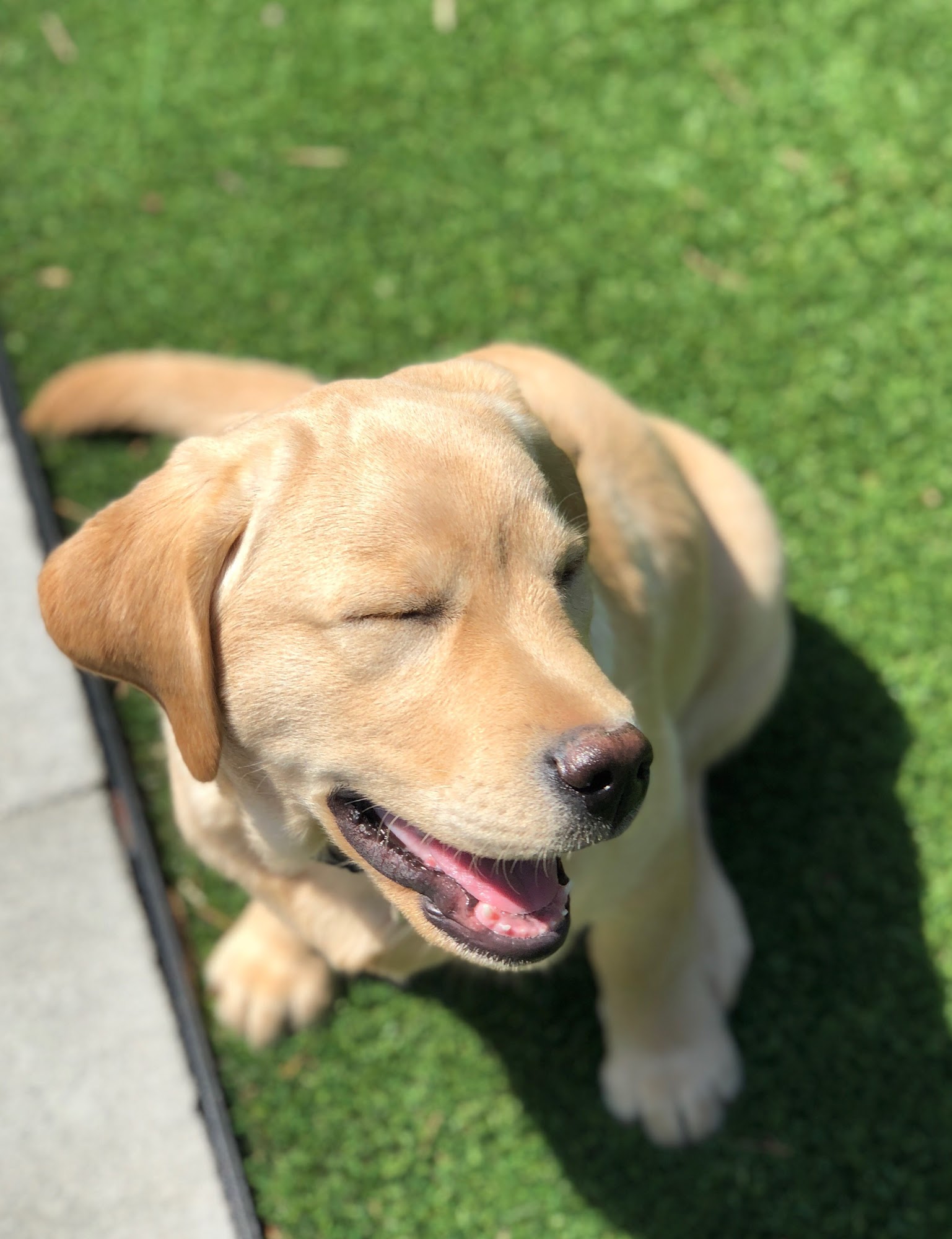 Paws Pet Resort Williamsburg