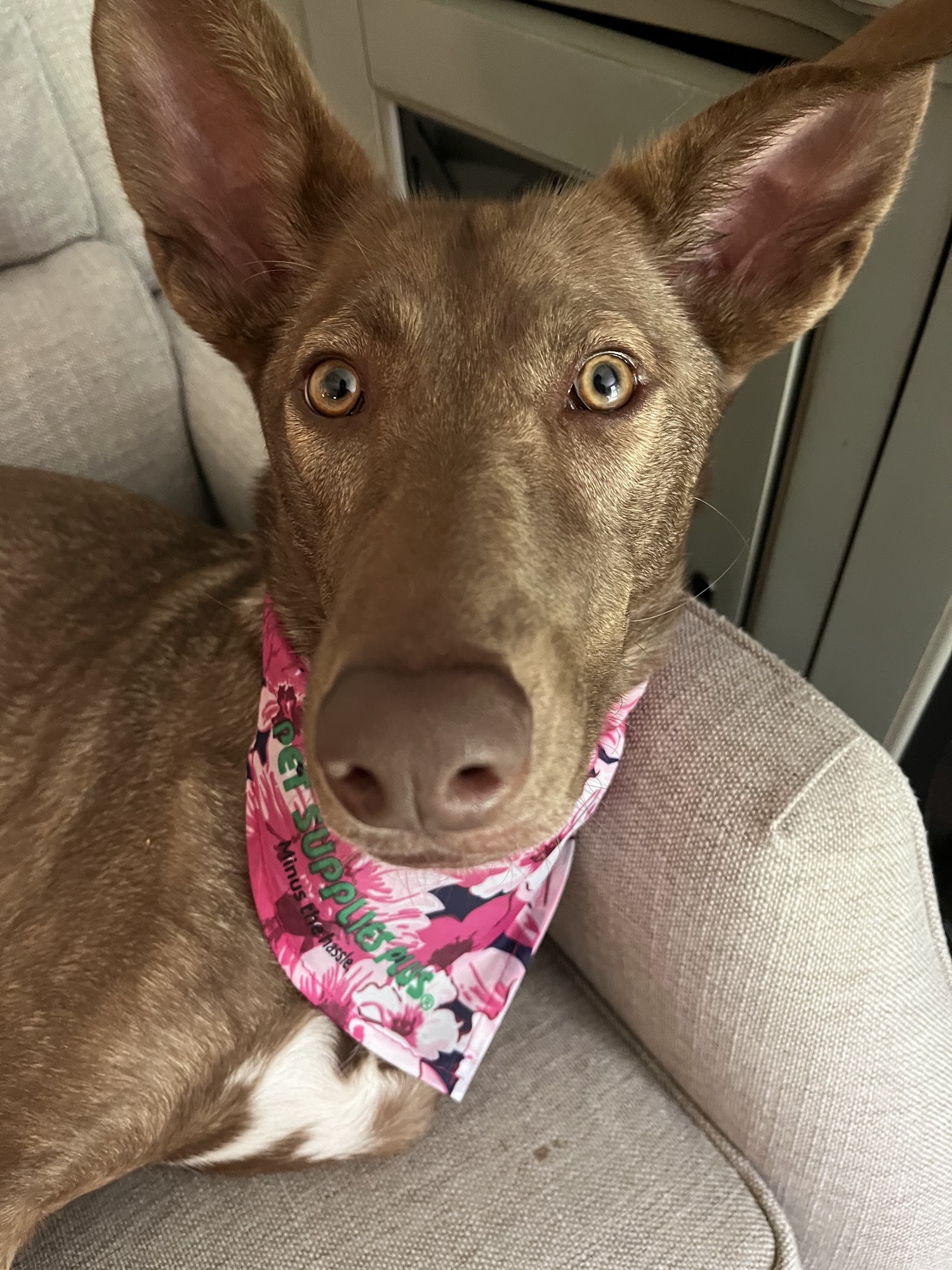 Pet Supplies Plus Williamsburg Williamsburg