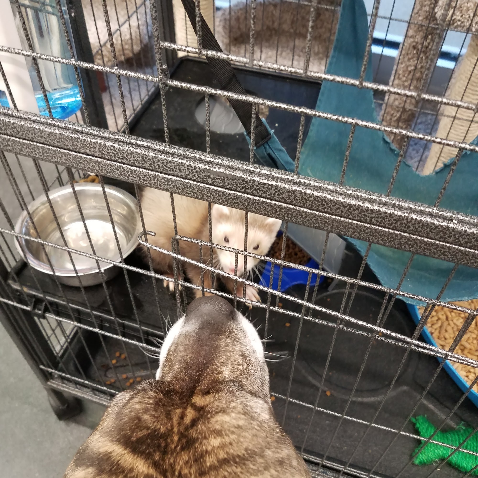 Pet Supplies Plus Williamsburg Williamsburg