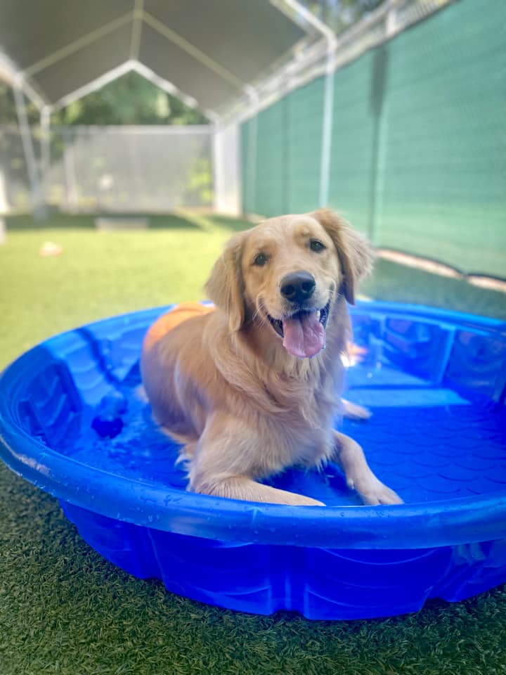 St. Francis Pet Resort