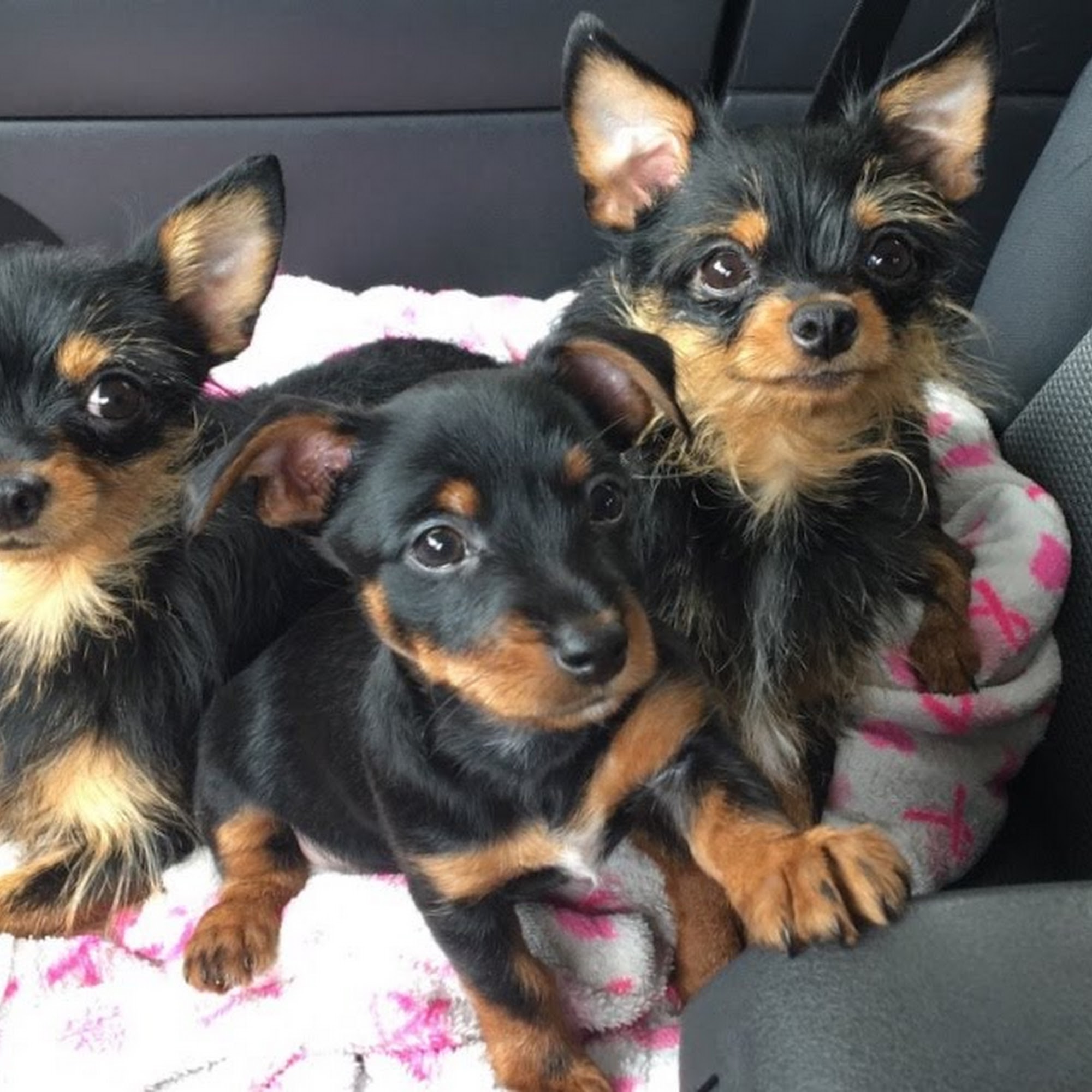 Colony Animal Hospital Winchester