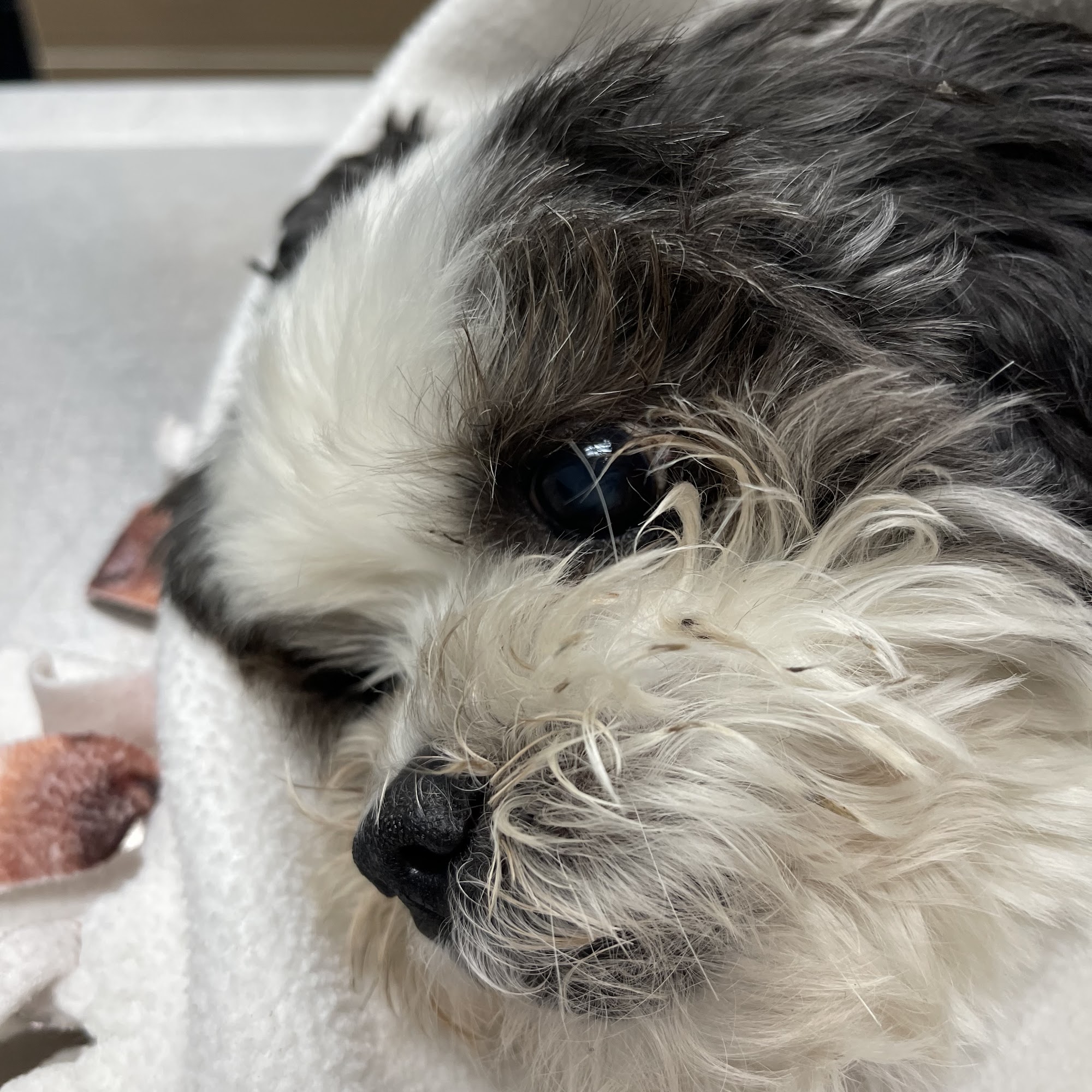 Valley Veterinary Emergency & Referral Center Winchester