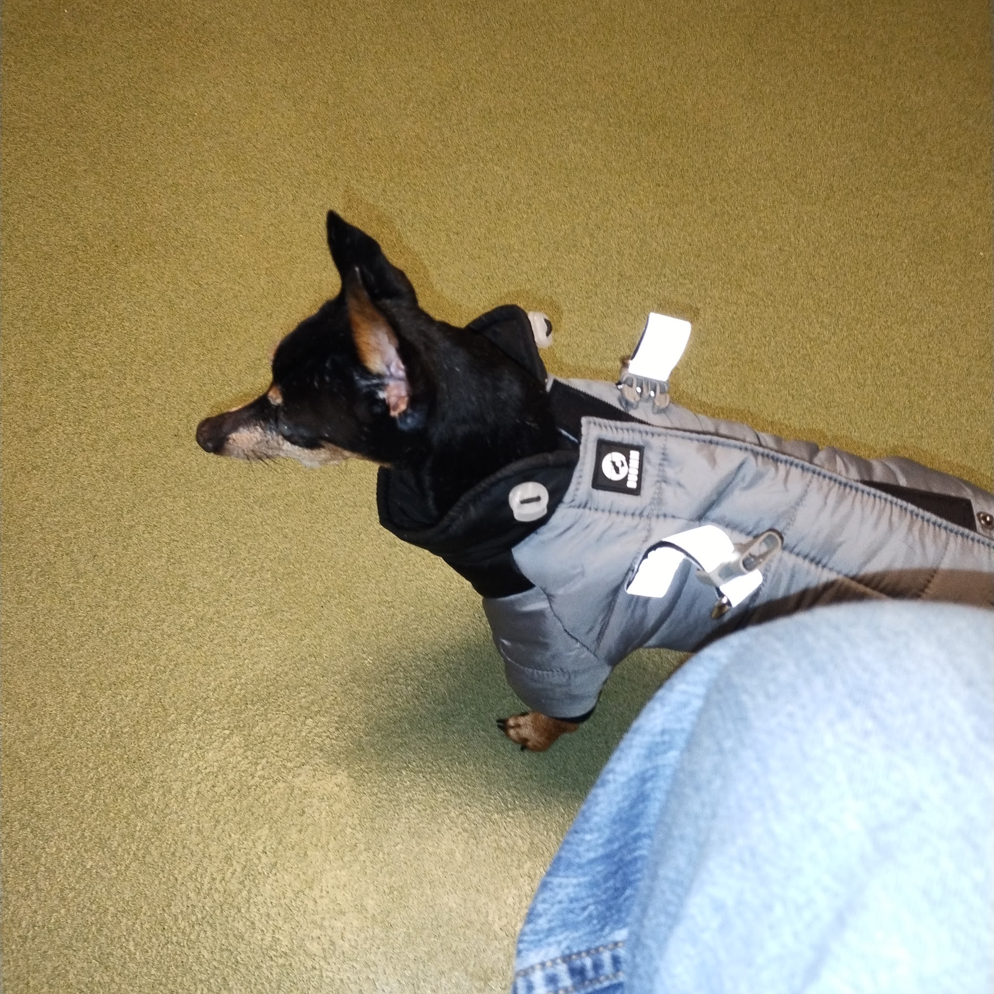 Linden Heights Animal Hospital Winchester