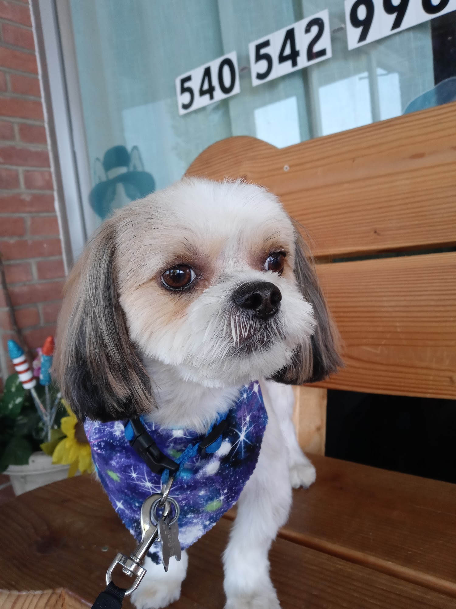 The Fast and the Furriest Winchester