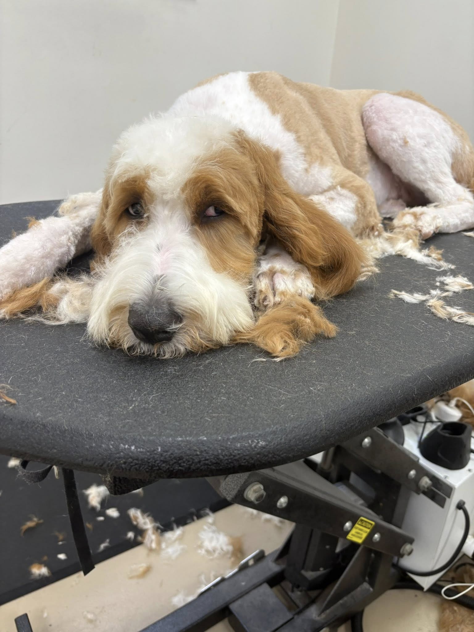 At Your Bark'n Call Winchester