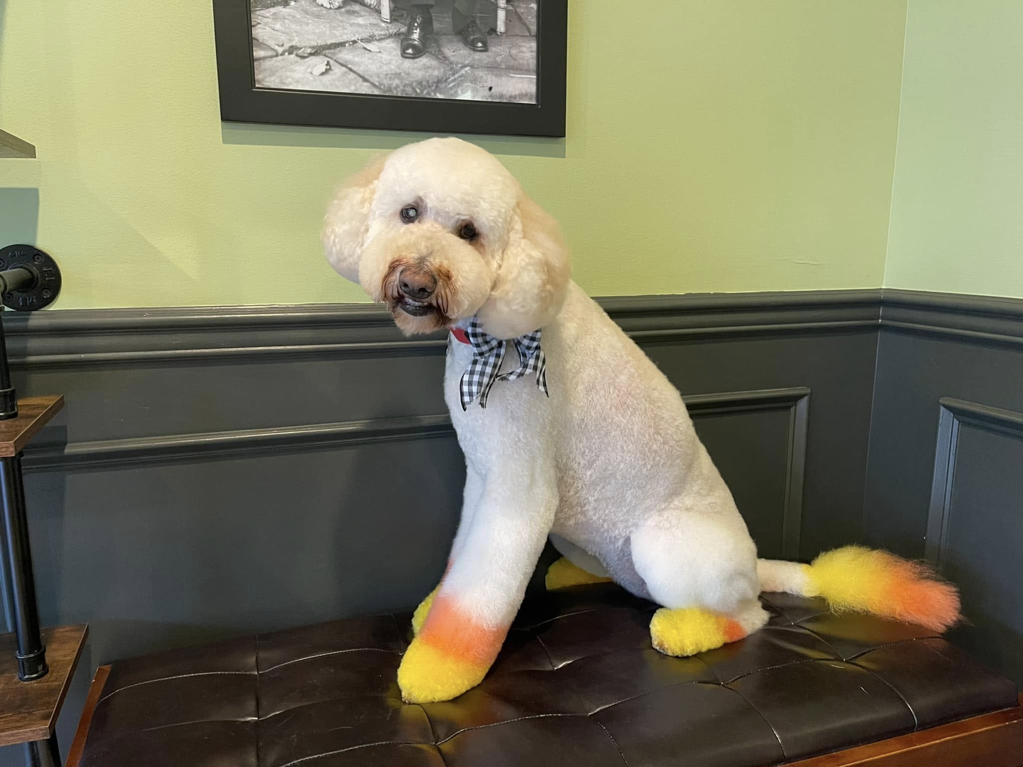 Groomingtails Salon Winchester