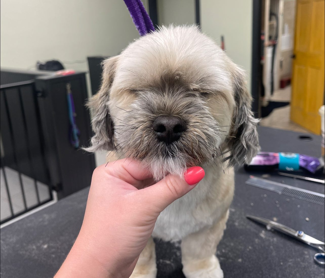 Groomingtails Salon Winchester