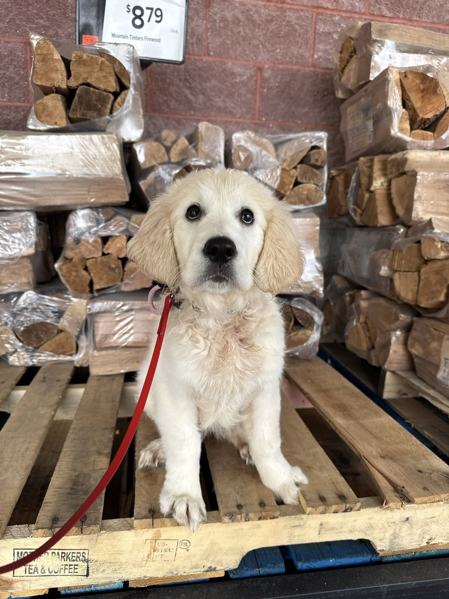 Ridgeside K9 Winchester Winchester