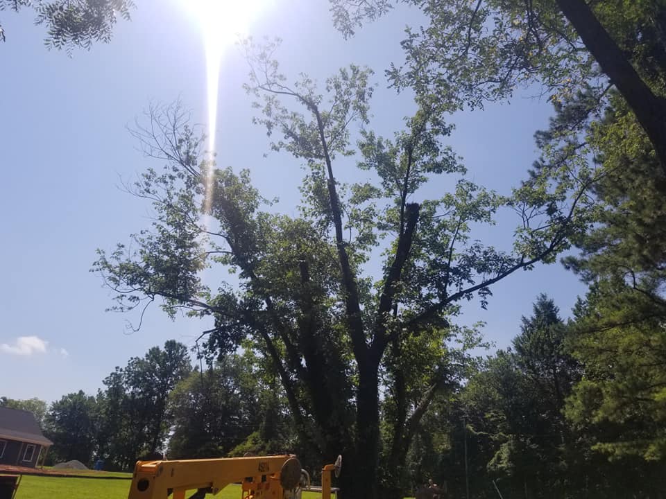 New Leaf Tree and Lawn