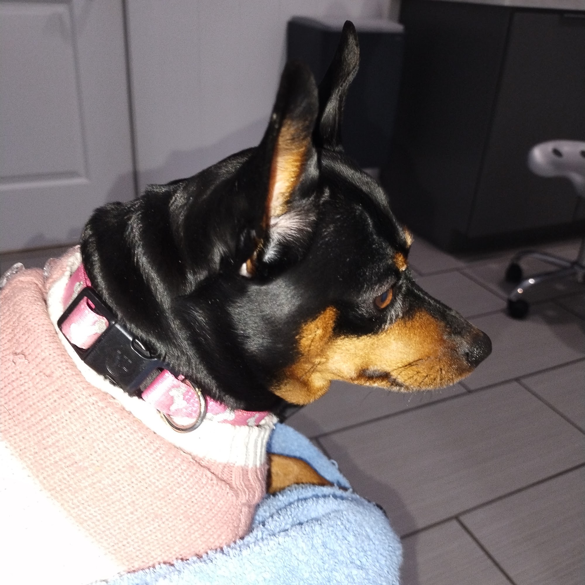 Meadow Branch Animal Hospital Winchester