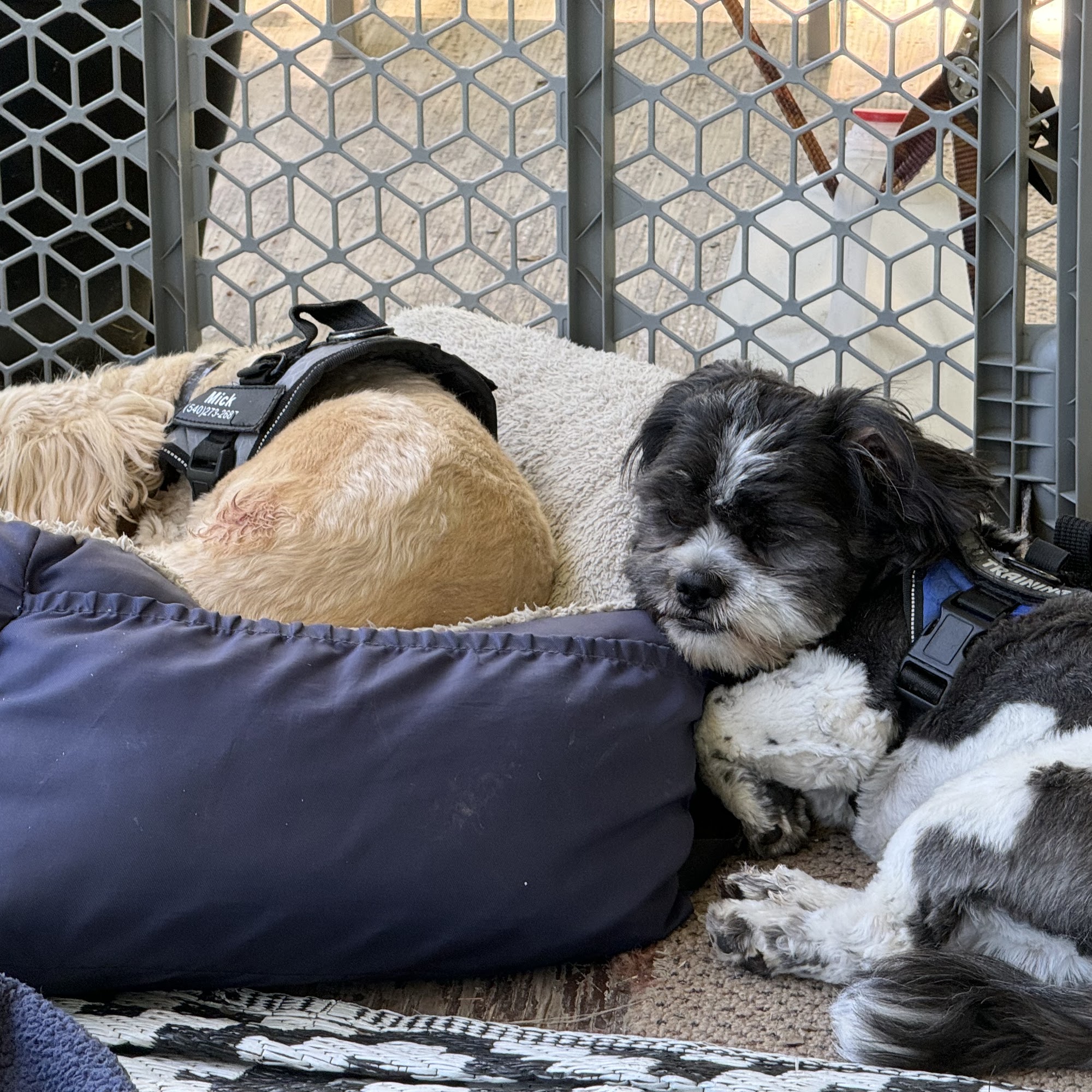 Petco Vaccination Clinic Winchester