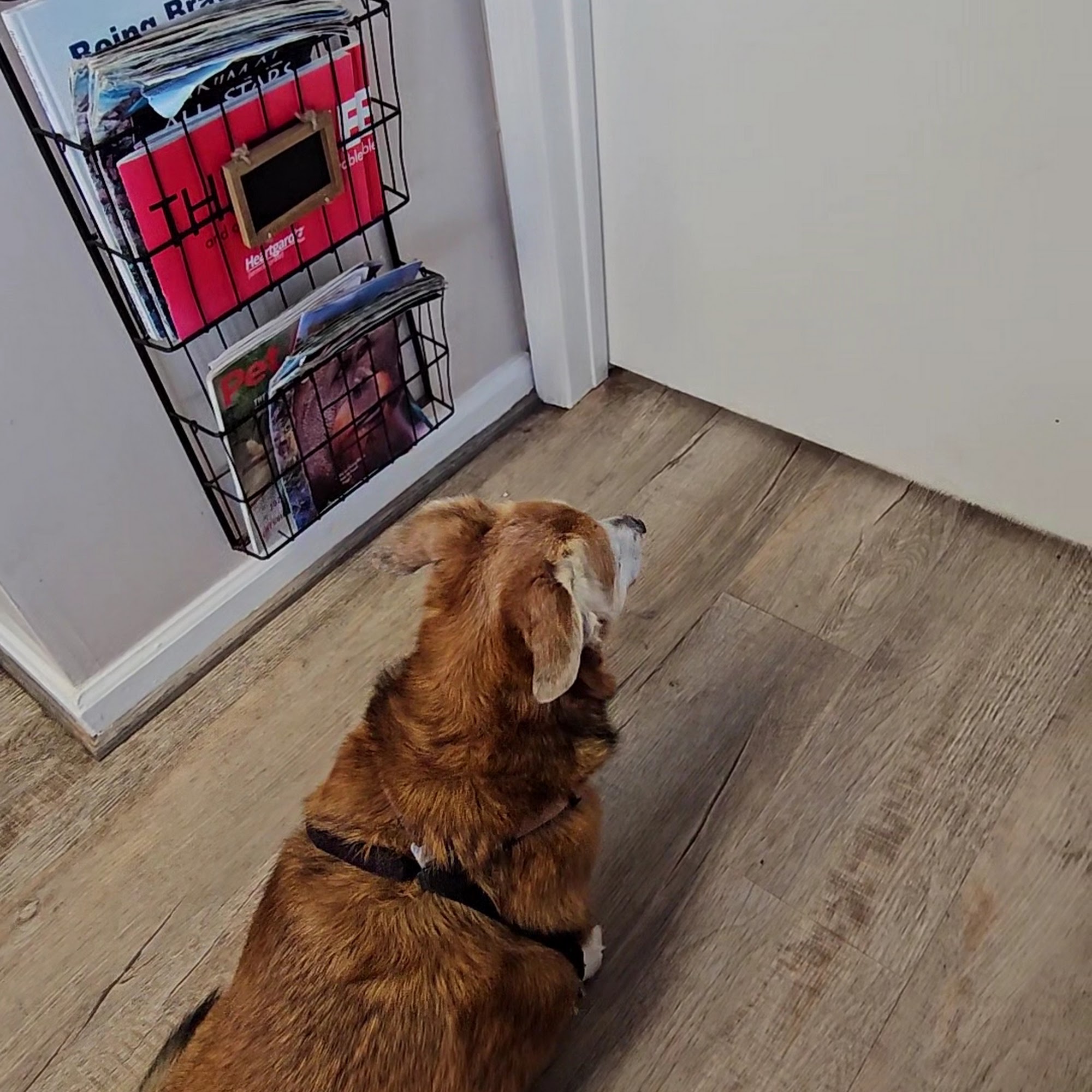 River Oaks Veterinary Clinic Woodbridge