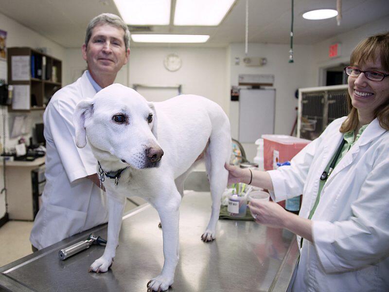 Ridge Lake Animal Hospital Woodbridge