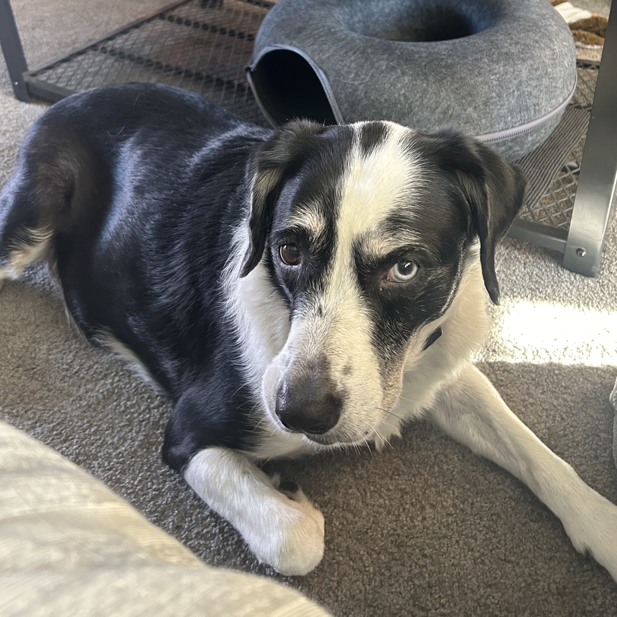 Ridge Lake Animal Hospital Woodbridge