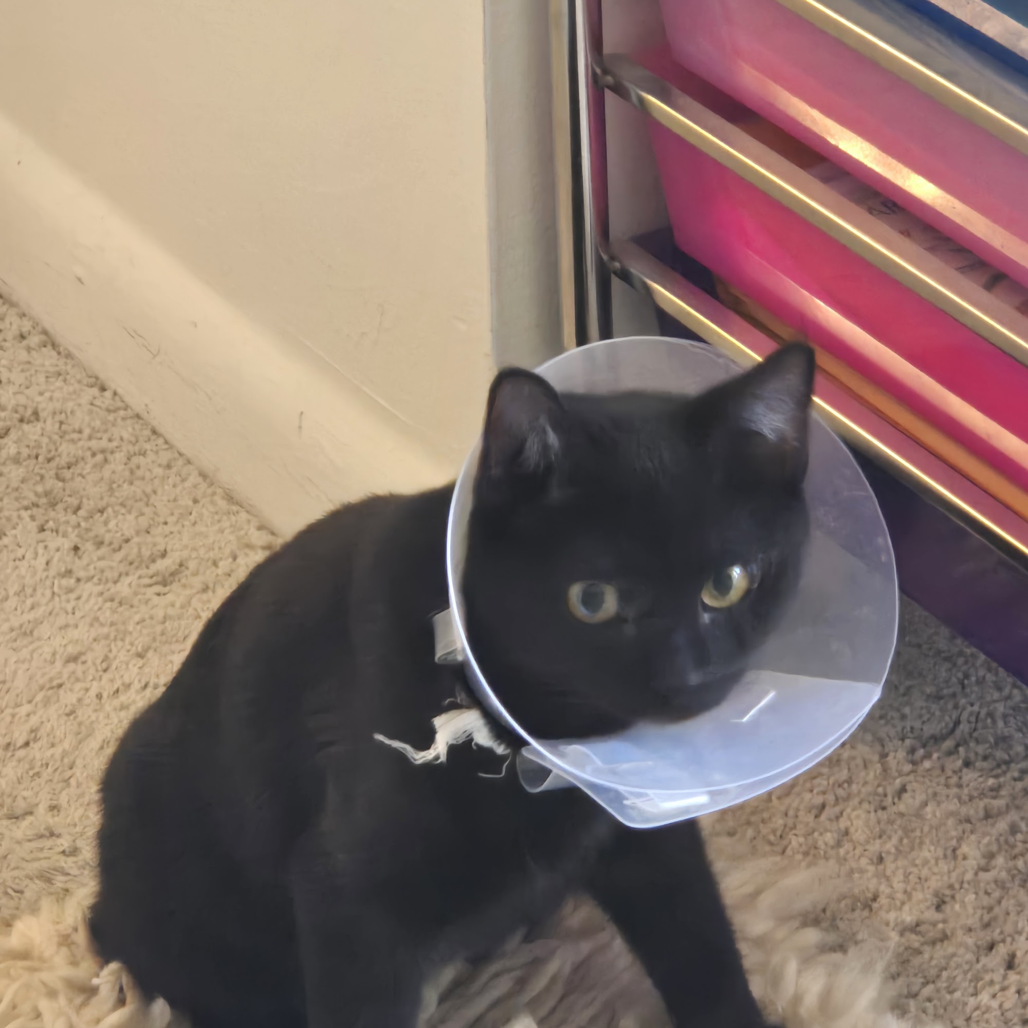 Davis Ford Animal Hospital Woodbridge