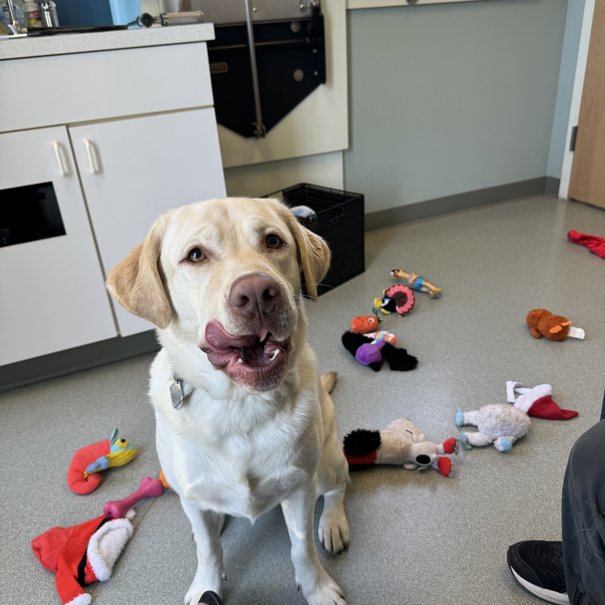 Crossroads Animal Care Center Woodbridge