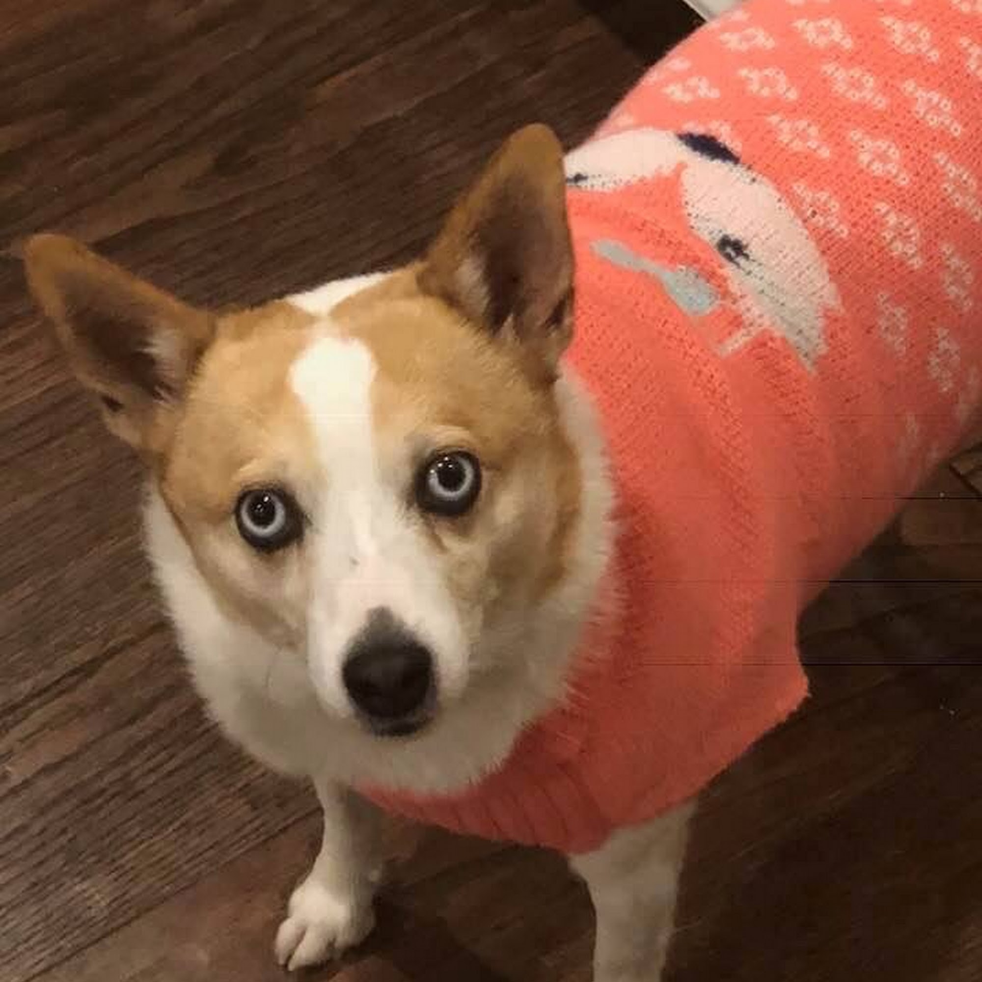 Old Bridge Veterinary Hospital Woodbridge