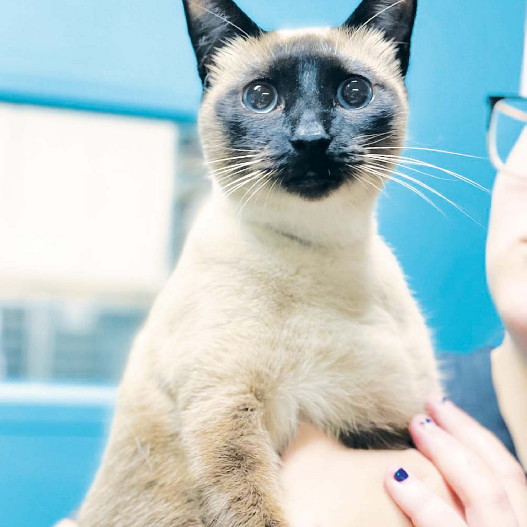 Minnieville Animal Hospital Woodbridge