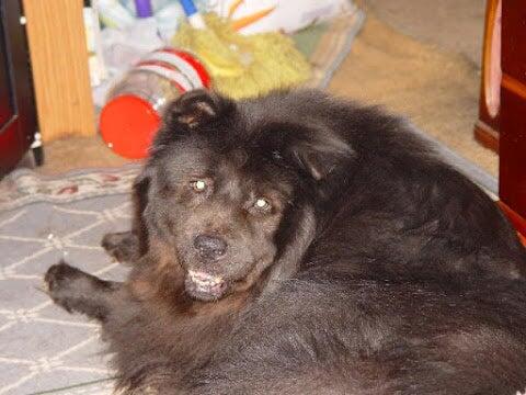 Minnieville Animal Hospital Woodbridge